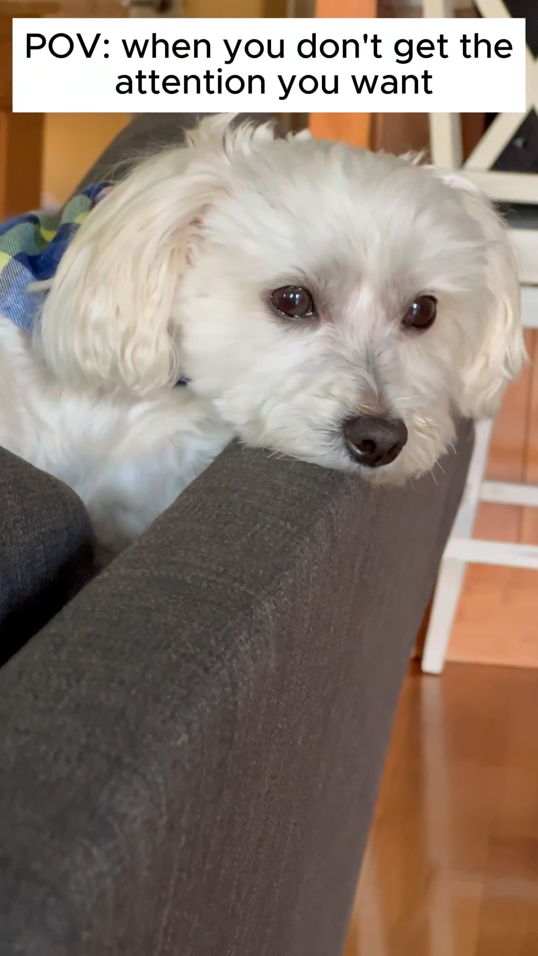 When you're not getting the attention you want... 🙁🐕‍🦺 | Flex D | Facebook