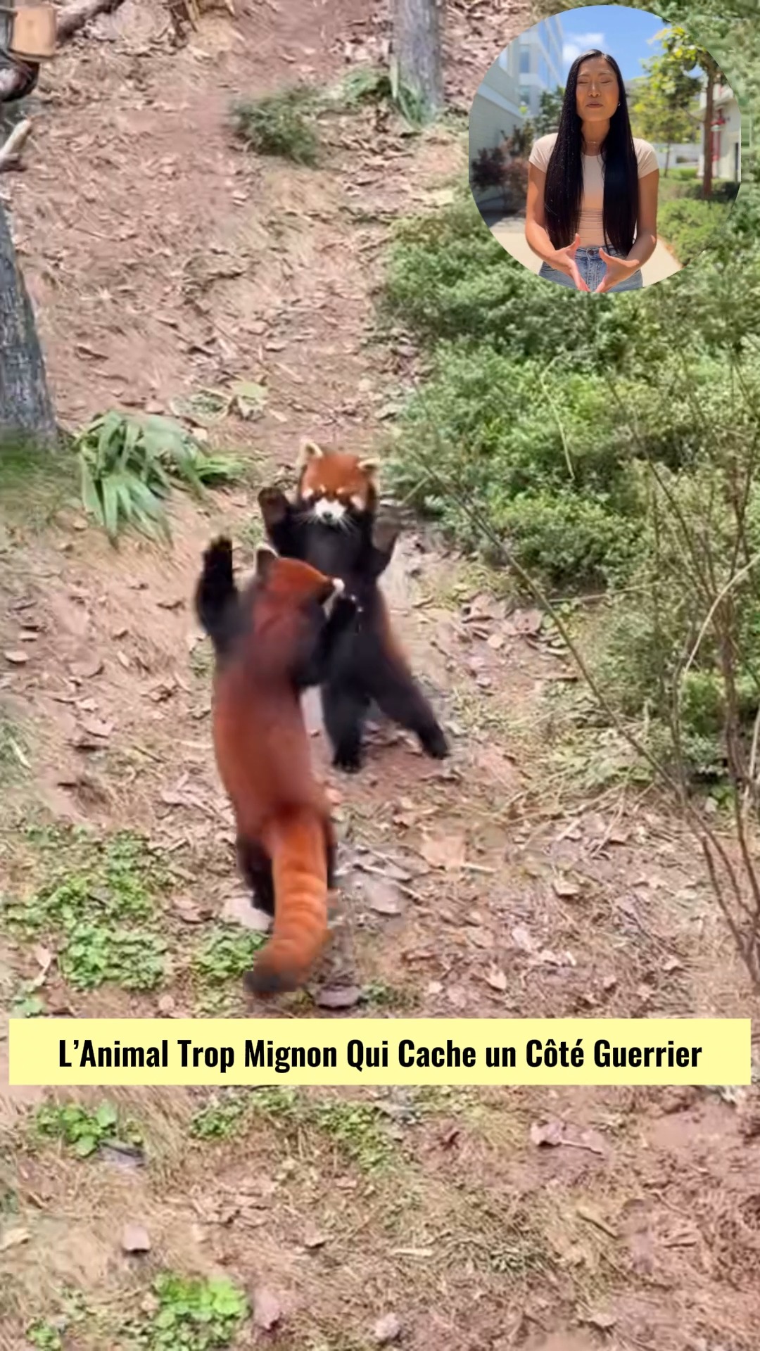 Panda Roux : L’Animal Trop Mignon Qui Cache un Côté Guerrier Pourquoi ...