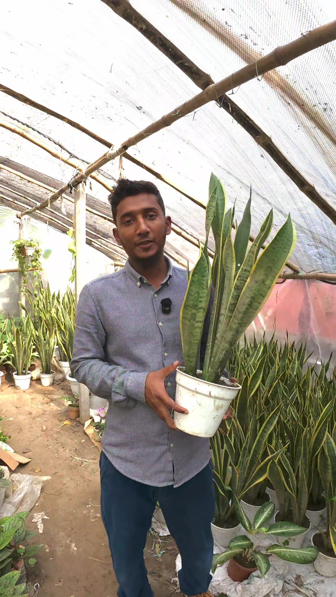 Areca palm, Chinese evergree and basket Combo price- 750 tk | Lotapata ...