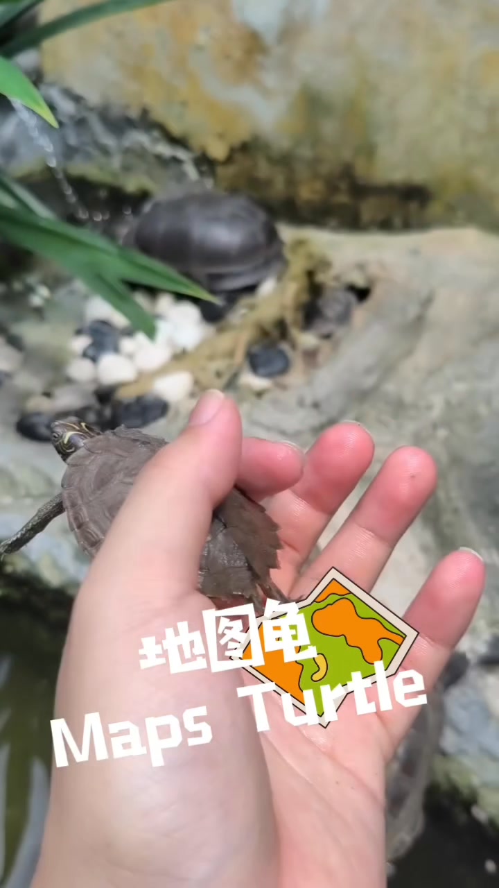 地图龟（Map Turtle）RM98 地图龟因背甲上独特而复杂的纹路酷似地图而得名，是极具辨识度与观赏价值的水栖龟种。其背甲通常呈橄榄绿至深 ...