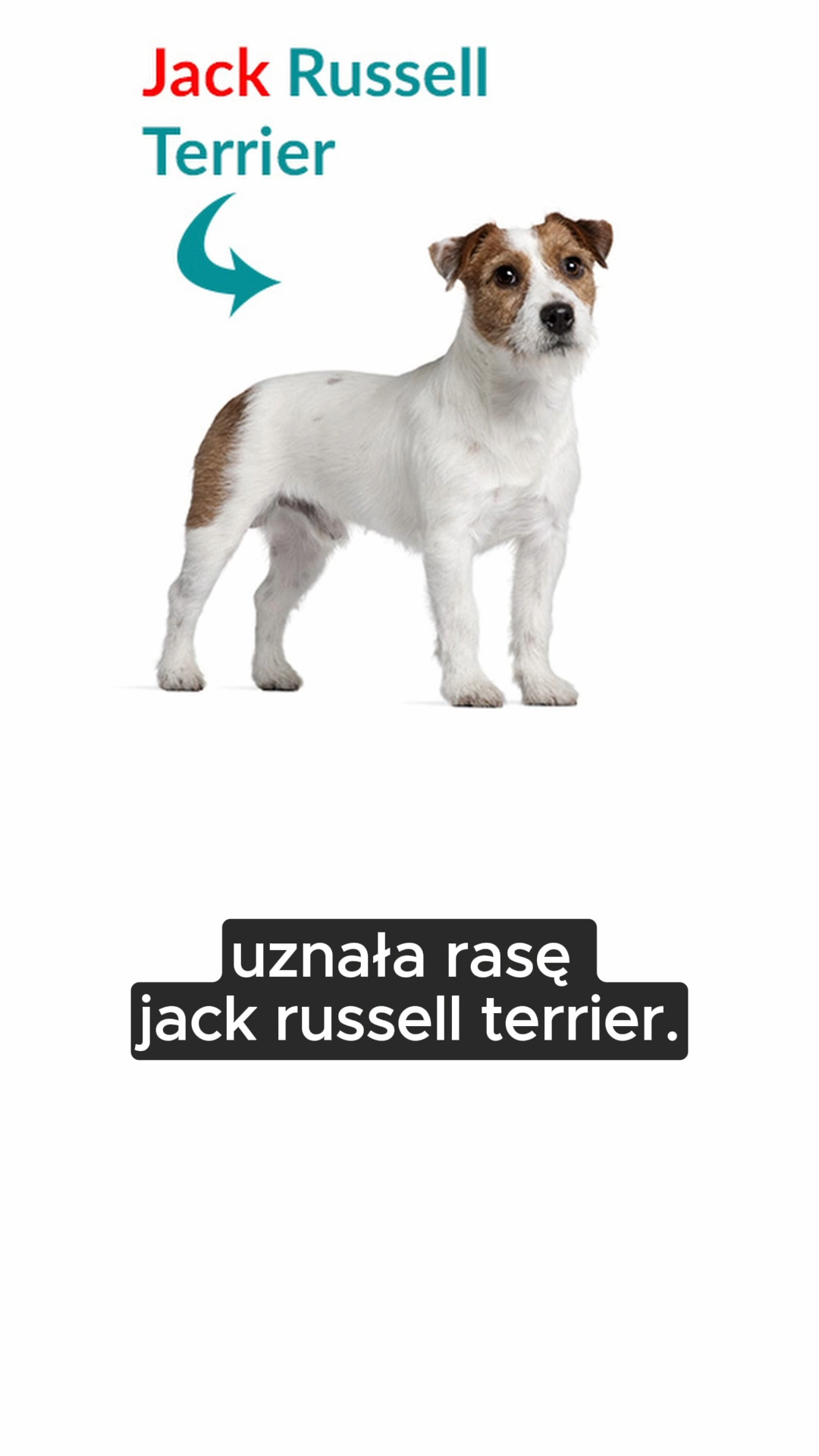 Inne ciekawostki o jack russell terrierach znajdziecie na mim blogu 👇👇👇 ...