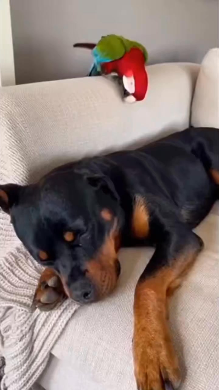 Comment you Thoughts! : #rottweiler #dogsofinstagram #dog #dogs #rottie ...