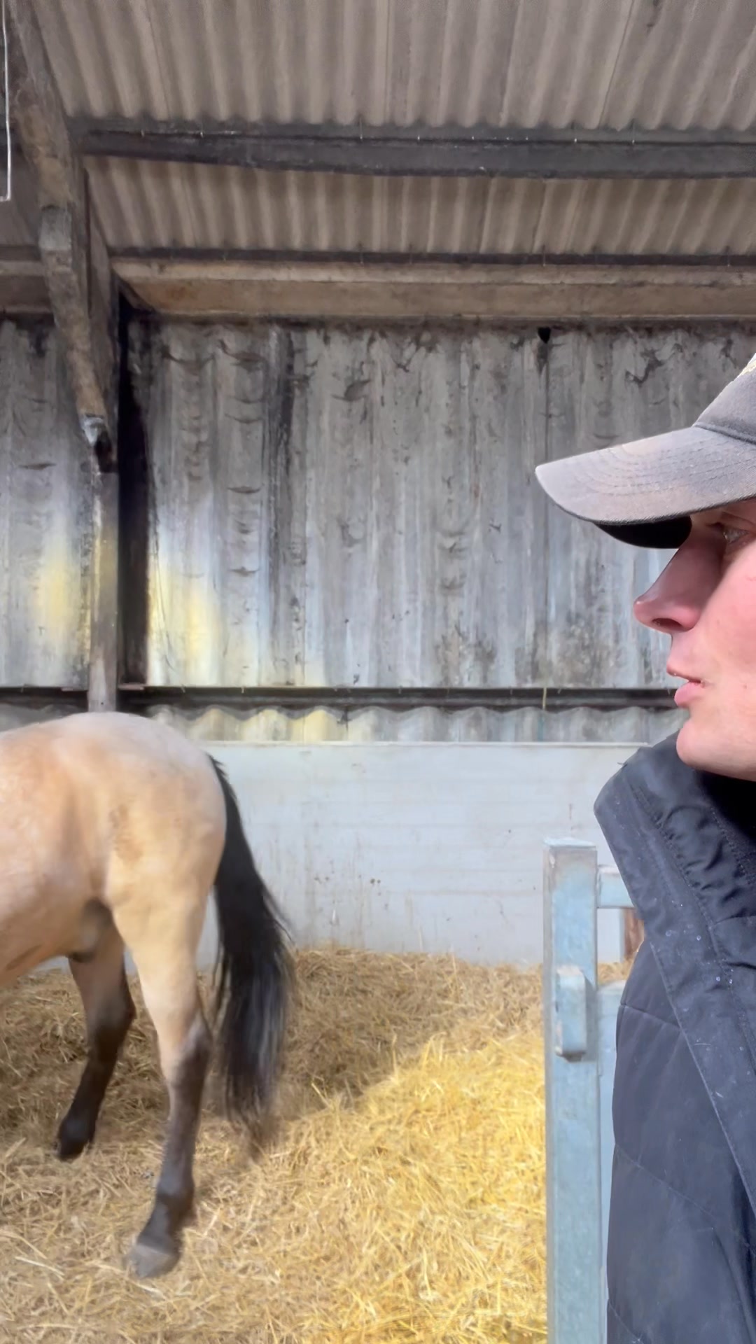How do you know if a liberty horse is “trained?” | Ben Atkinson | Facebook