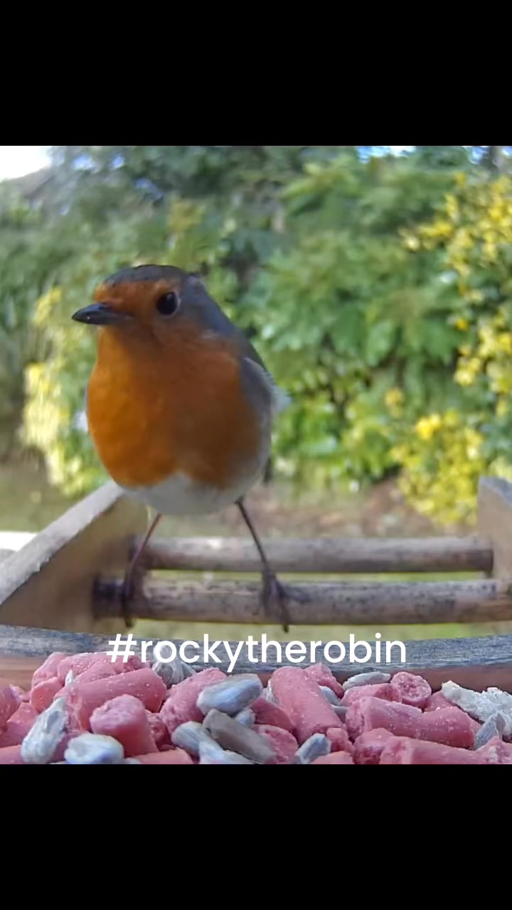 I set up a new bird bath yesterday, and guess who was the first visitor ...