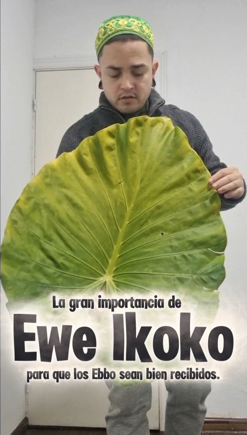 La gran importancia de Ewe Ikoko (La hoja de malanga) para que los Ebbo ...
