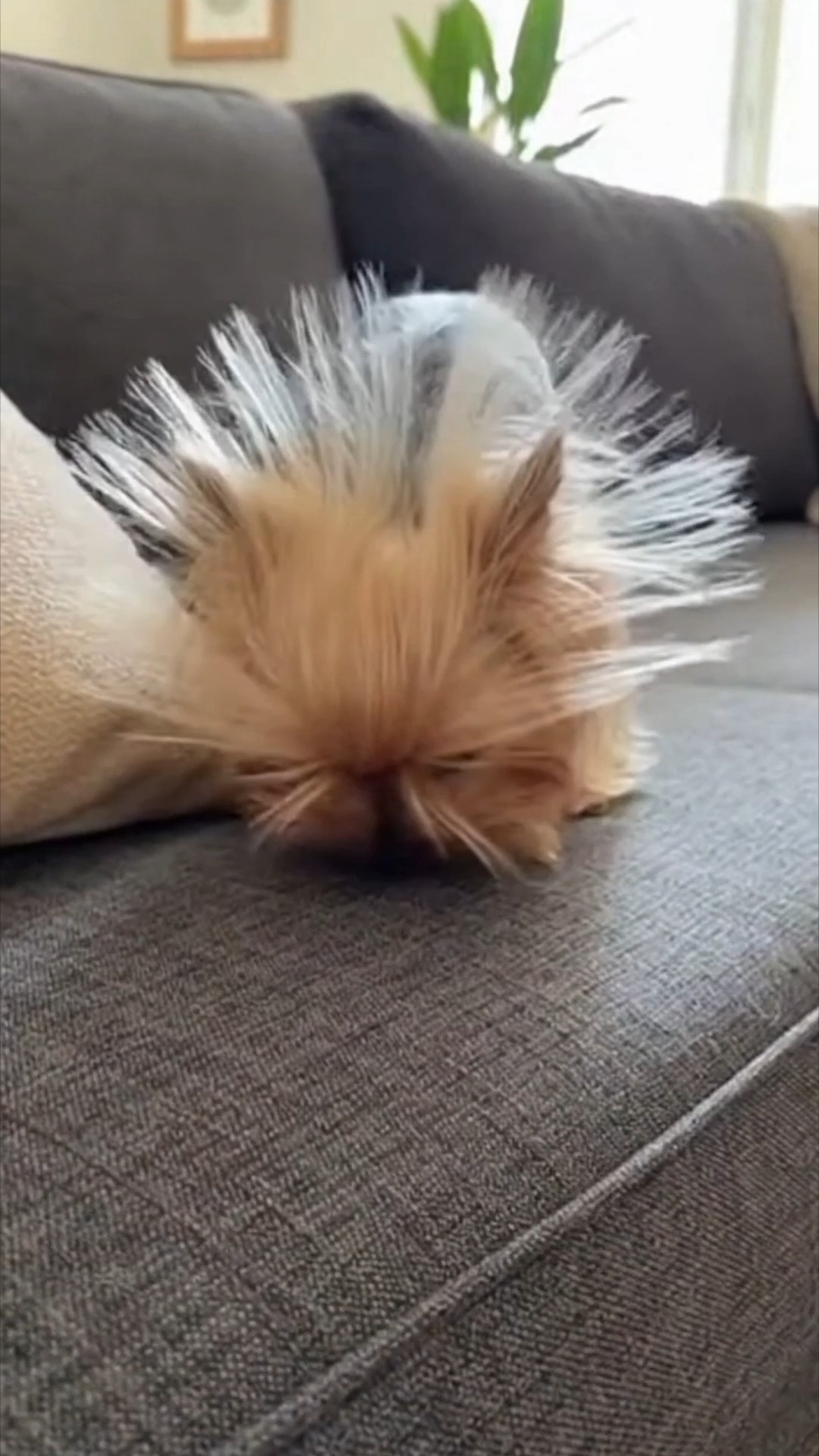Static Happens ⚡️ Cute pup has a static problem This video and story ...
