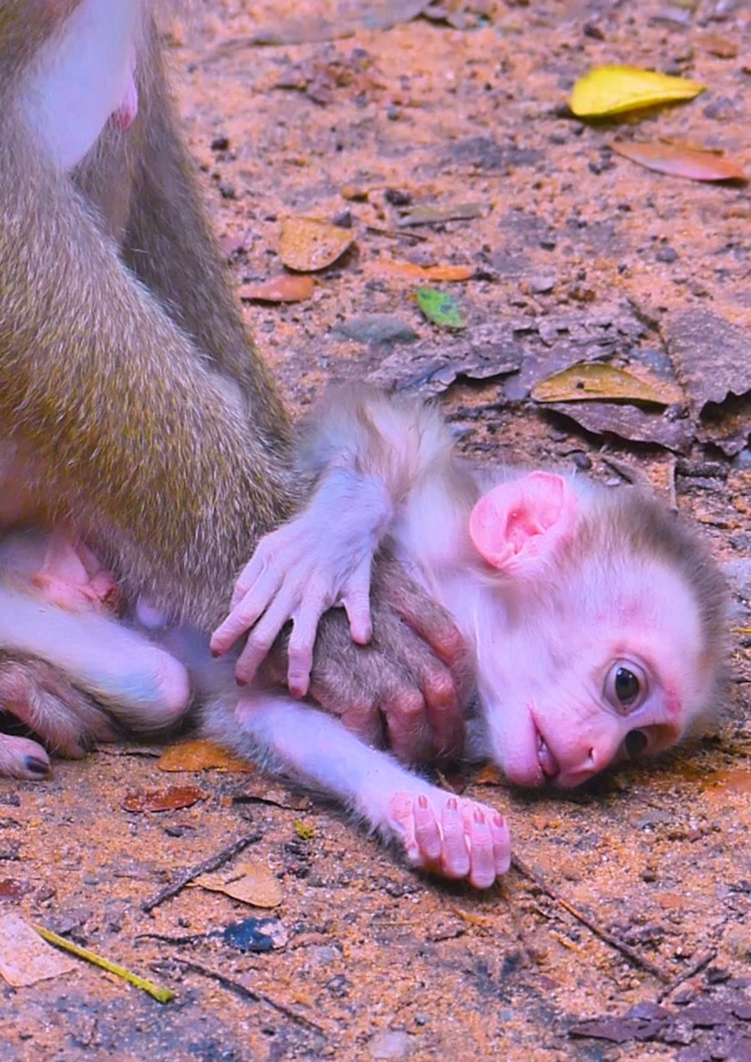 Oh No! What happened with this baby monkey, why mom don't give milk ...