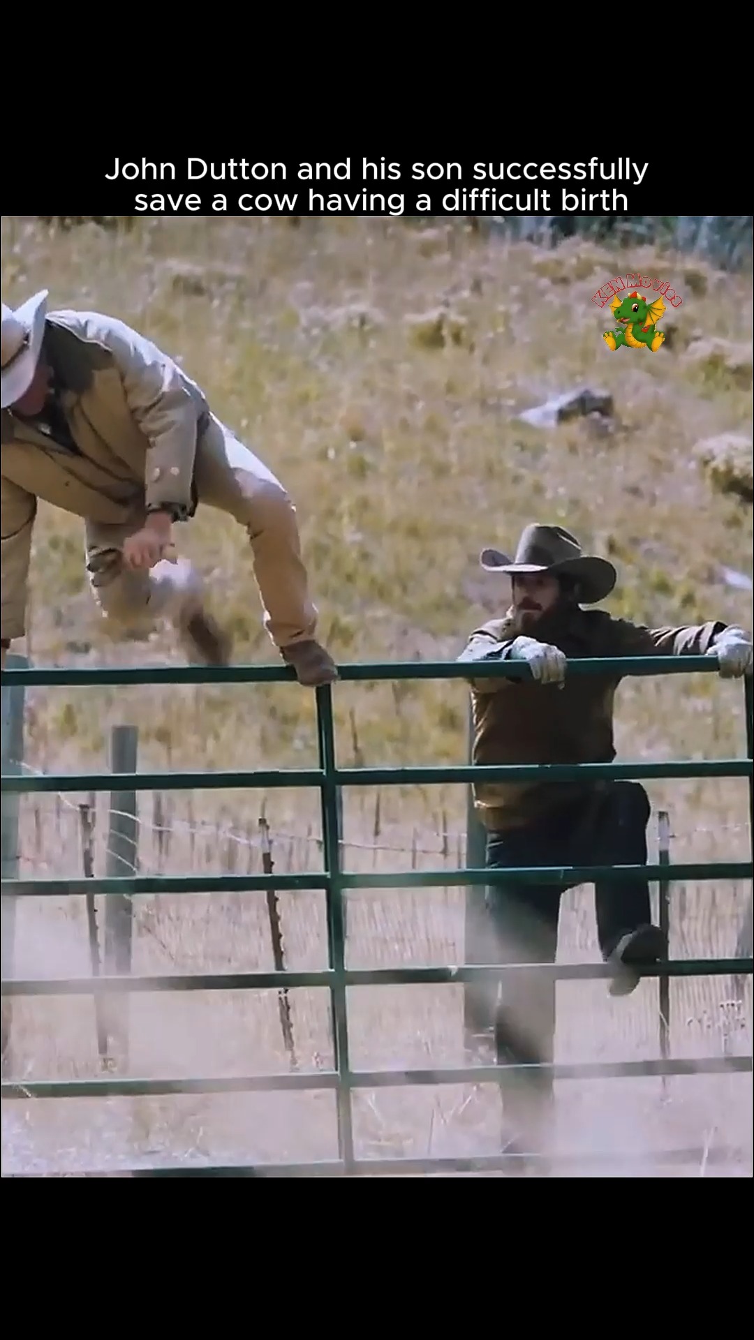 John Dutton and his son successfully save a cow having a difficult ...
