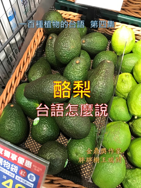 早安！一百種植物台語第四集，最接地氣的酪梨的台語，阿母跤躼（a-bú-kha-lò）。 更多拉美植物台語，不要錯過《被遺忘的拉美──福爾摩沙