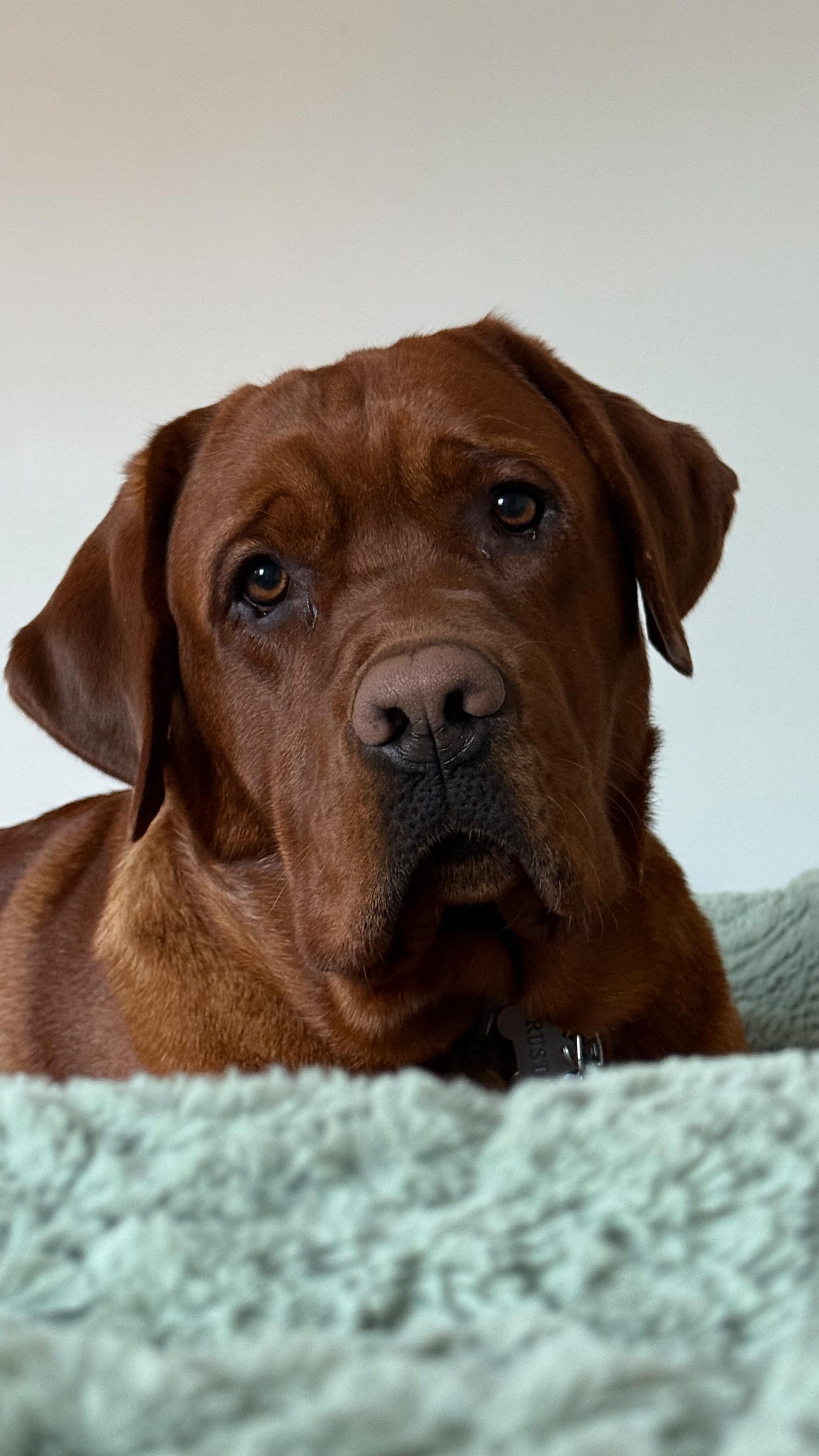 DREAM DAYYYYYY #rustytheredlab #foxredlabrador # ...