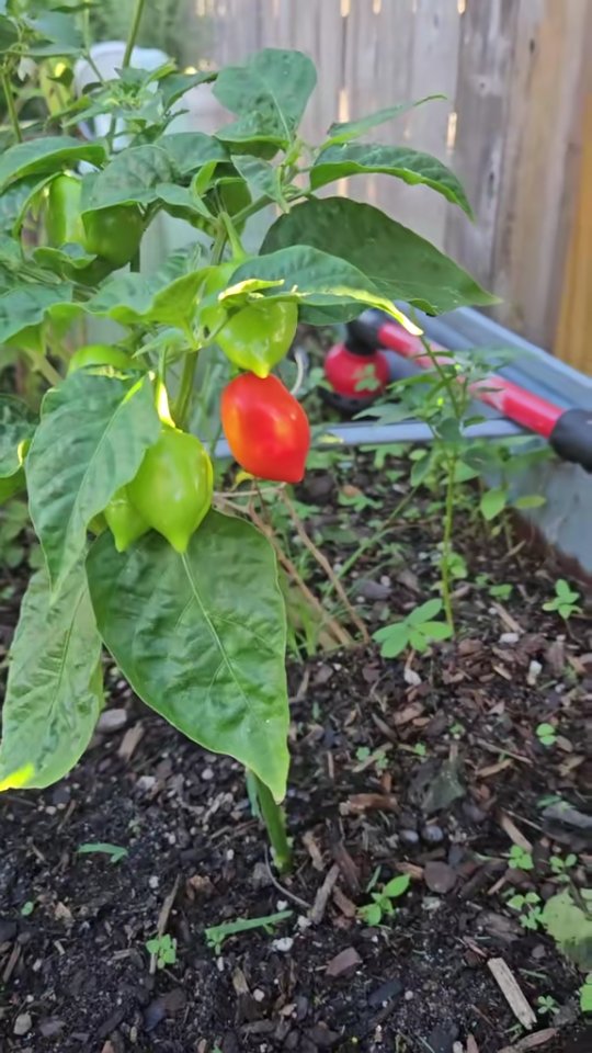 The Difference a Day or Two can Make with Peppers🌶 || DHBG #gardening # ...