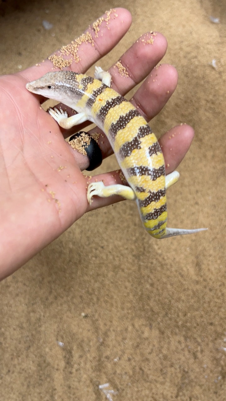 The sandfish skink (Scincus scincus) is a reptile known for its unique ...
