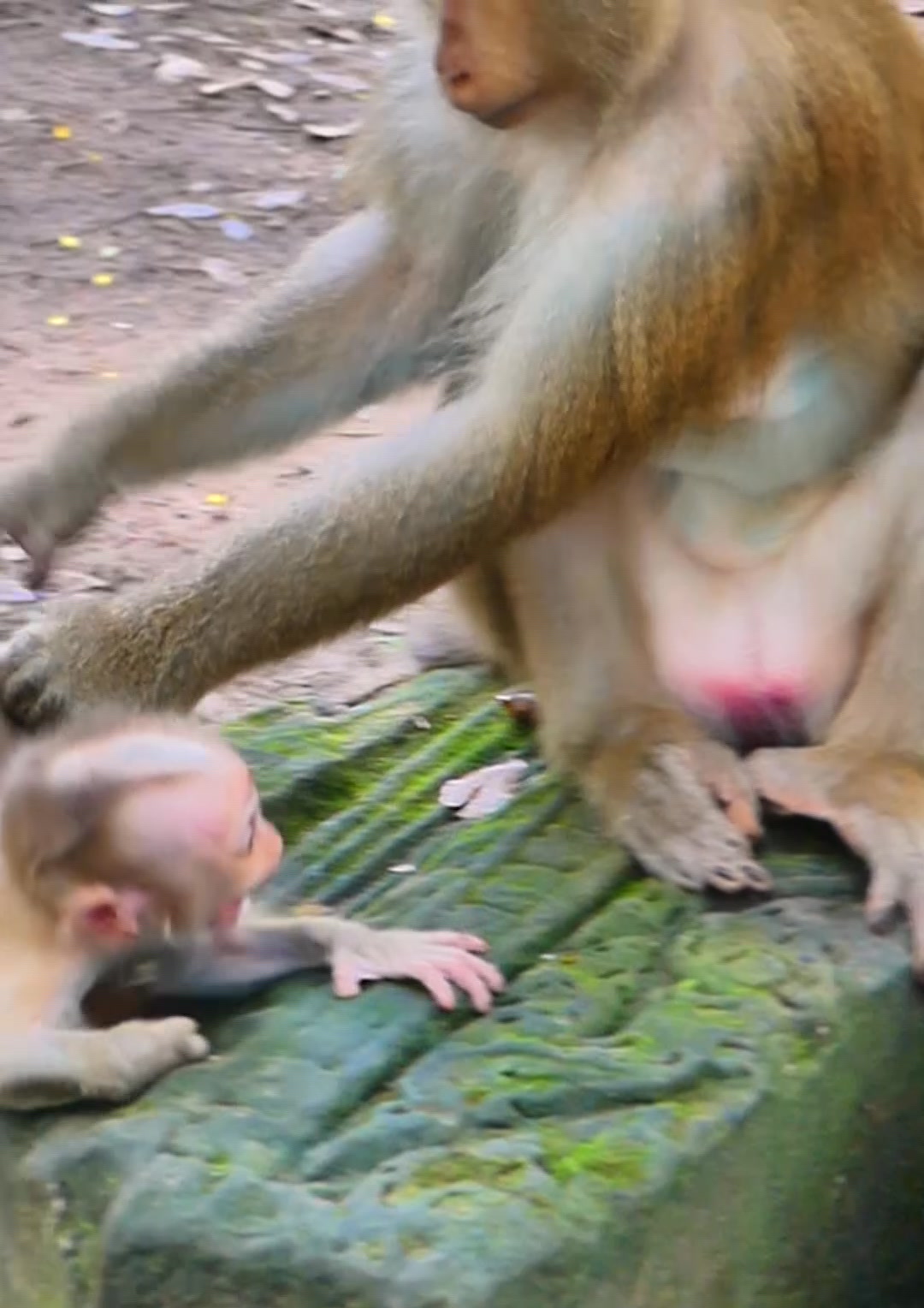 Million pity baby monkey! Mom pushing her baby monkey out by angry # ...