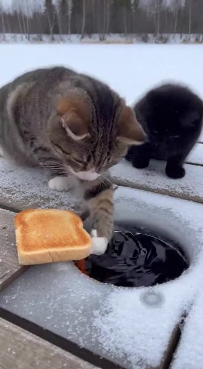 Think your indoor cat is bored this winter? Try this surprising 30 ...