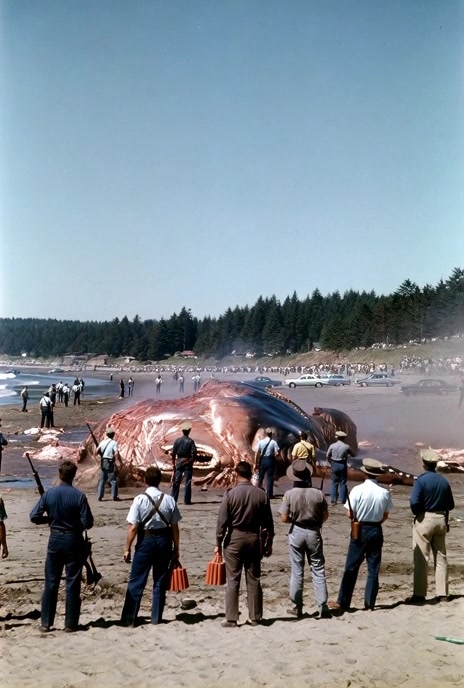 The Exploding Whale of Oregon (1970) A beached sperm whale carcass was ...