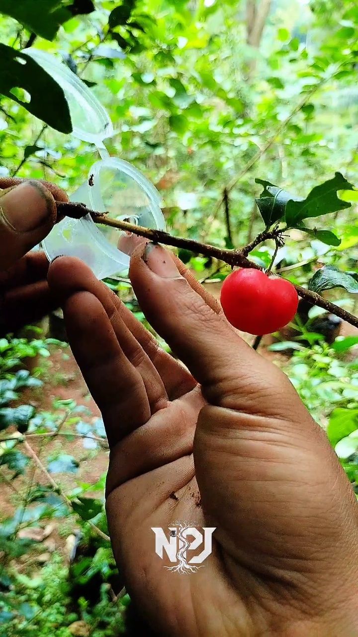 a very simple and easy air layering technique for barbados cherry trees ...