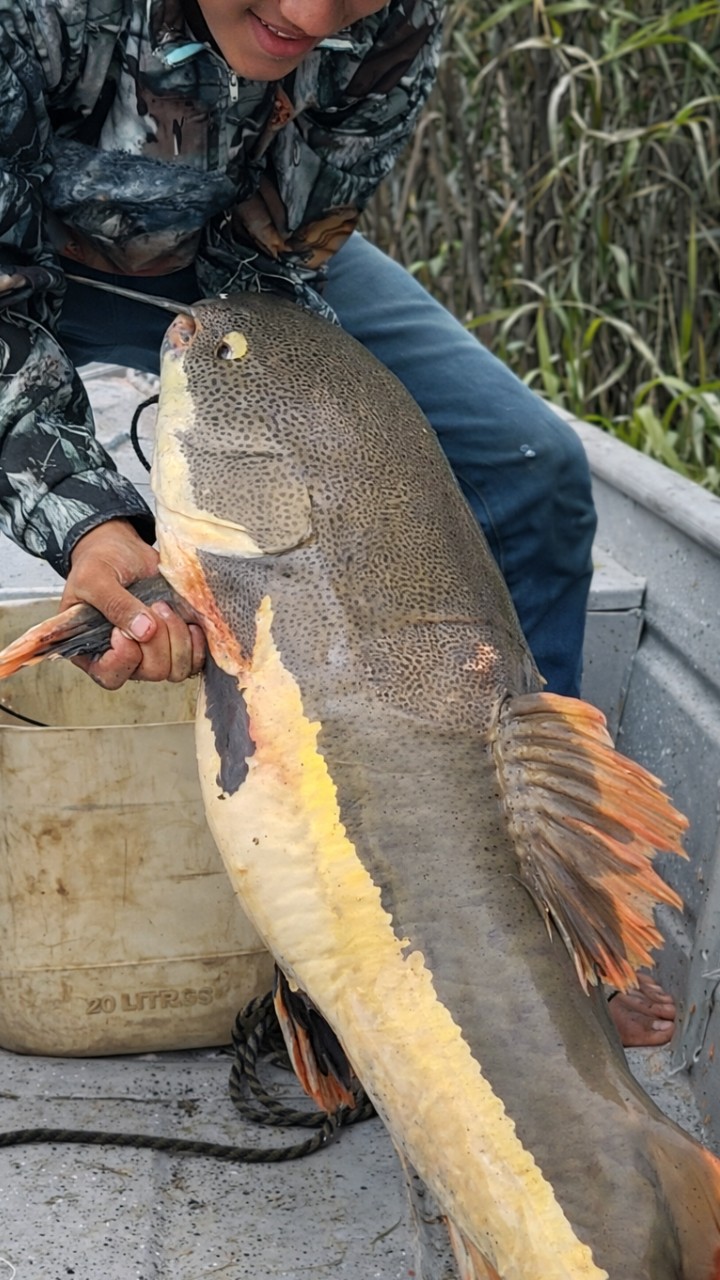 Serian capaz de luchar con este cajaro? #pesca #fblifestyle #fishing ...