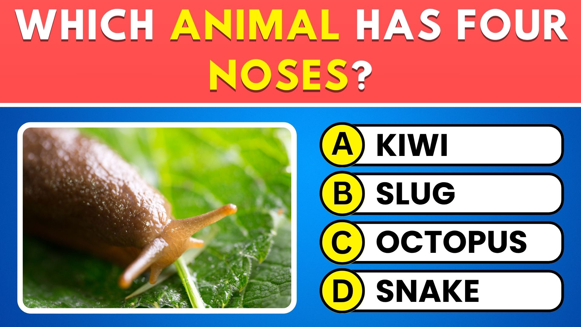 The Ultimate 50-Question Animal Quiz for Wildlife Lovers 🦁 # ...