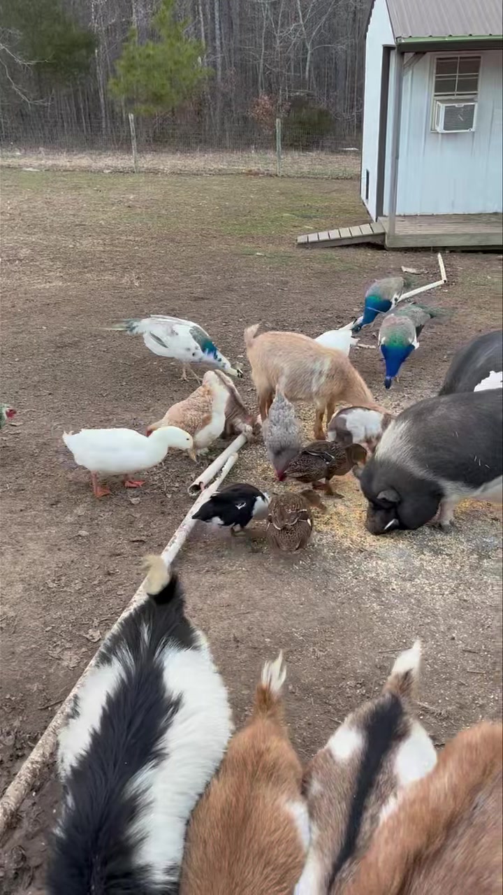 The sweets sounds of farm animals 💜 | Clanton Ridge Farm | Facebook