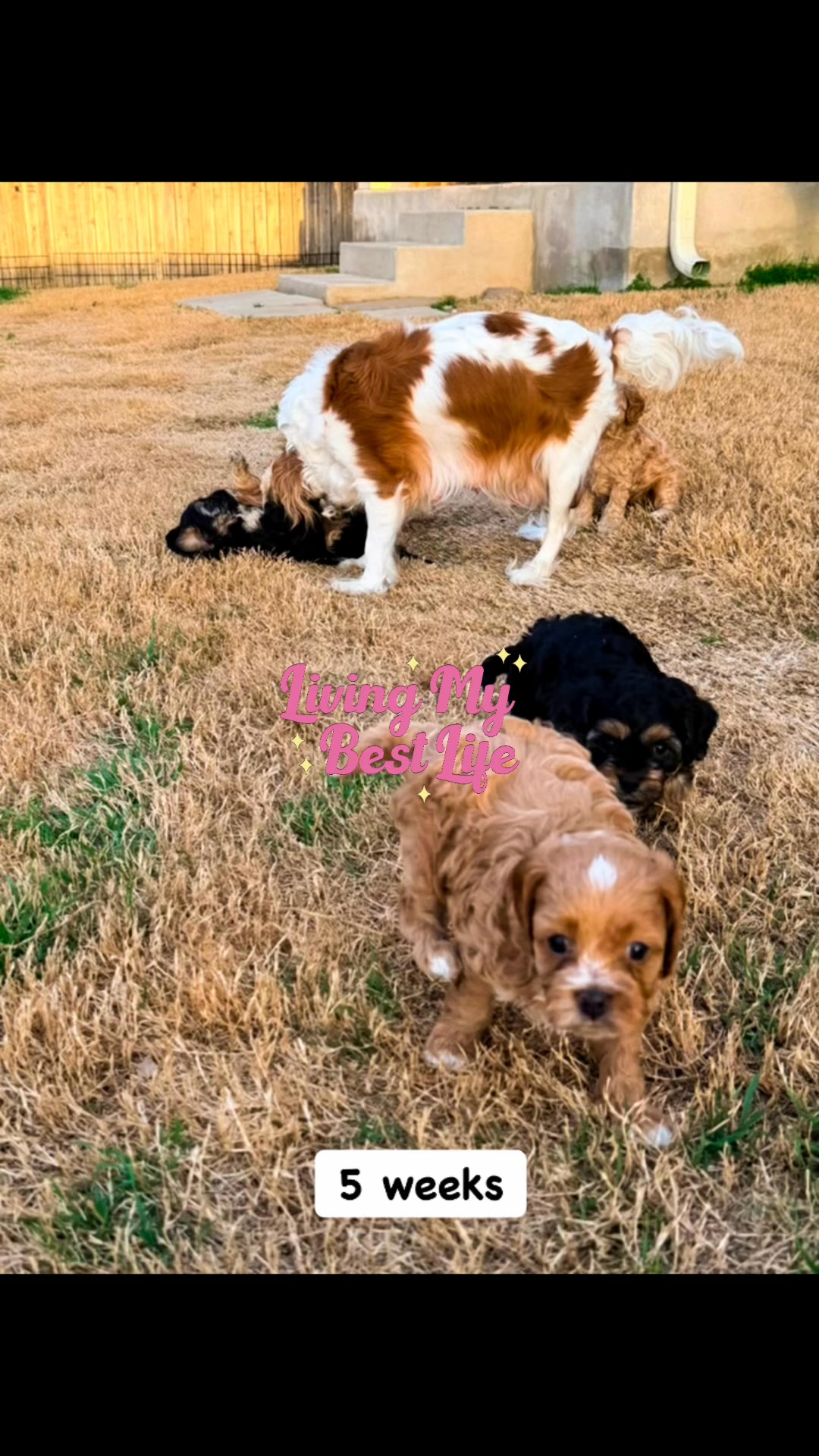 Our sweet Cavapoo babies are officially in their busy little explorer ...
