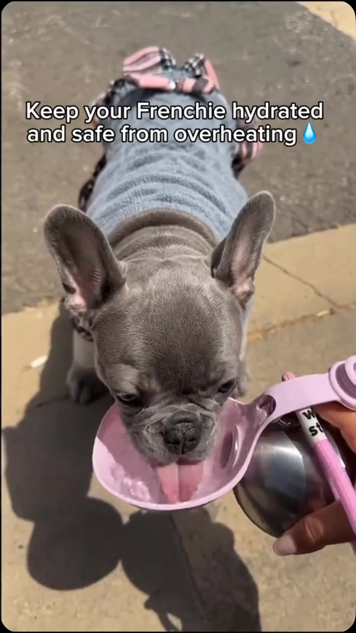 Make every walk and trip easier for your pup 🐾 The Portable Dog