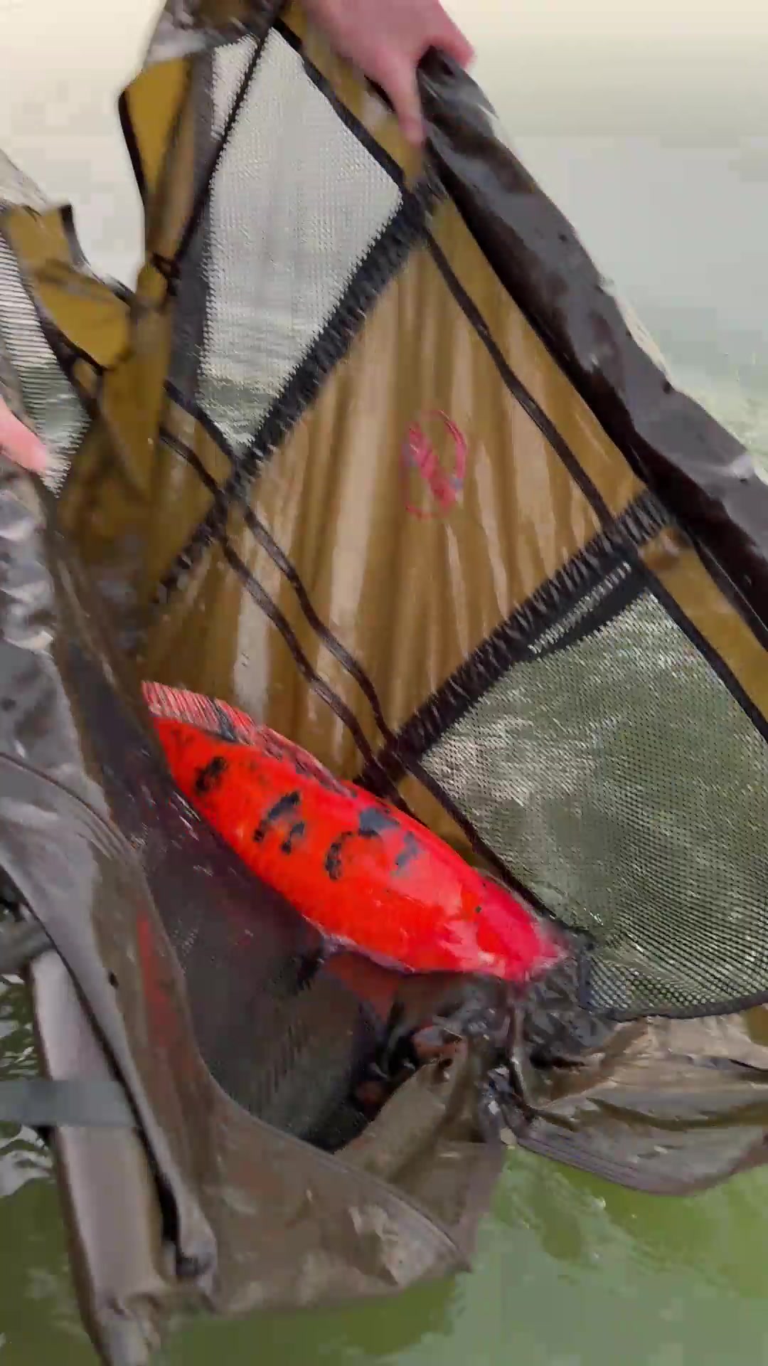 BOOOM !!! Who wants to catch this beautiful KOI ? Soooo hard too choose ...