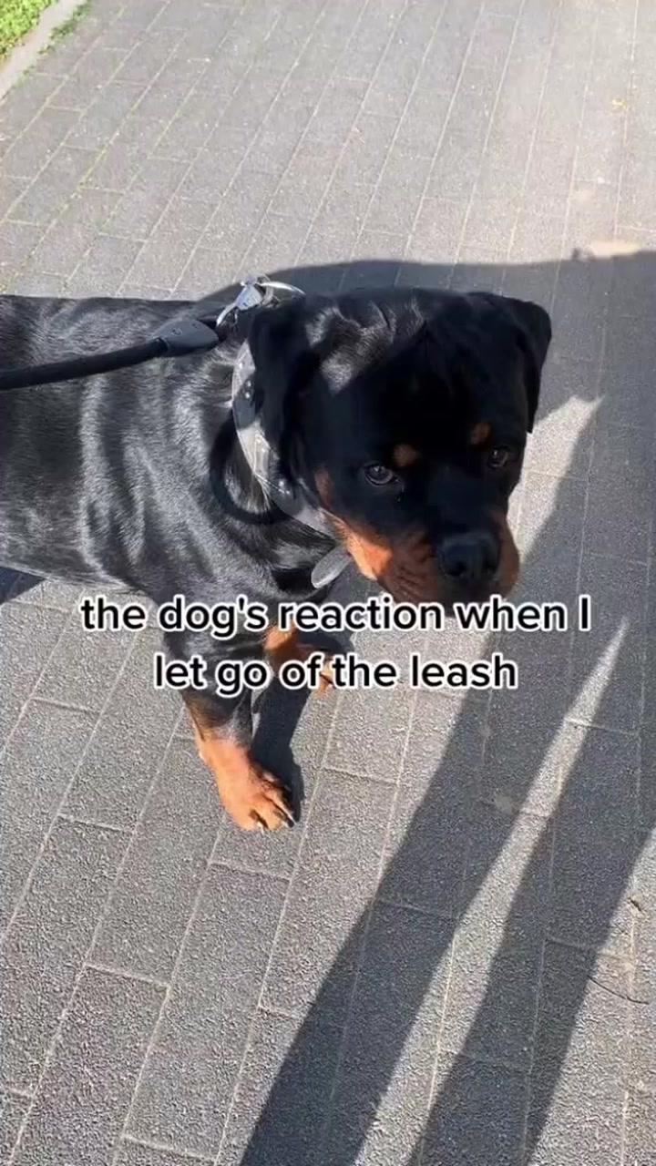 the dog's reaction when I let go of the leash #gangrottie #rottweiler # ...