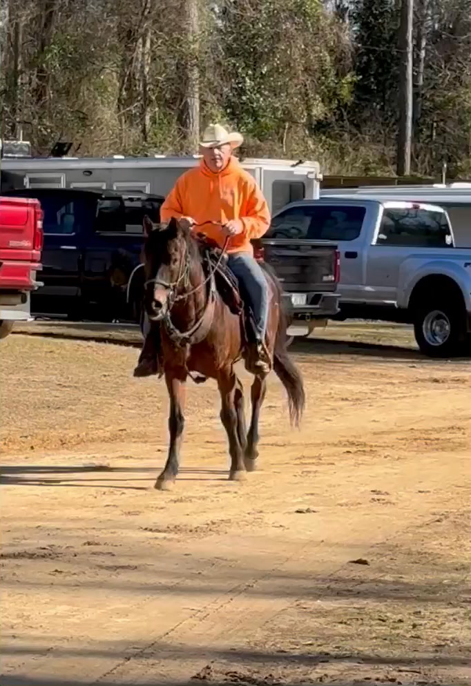 4 videos, garbage truck, lunge, round pen ride, and then this one. One ...