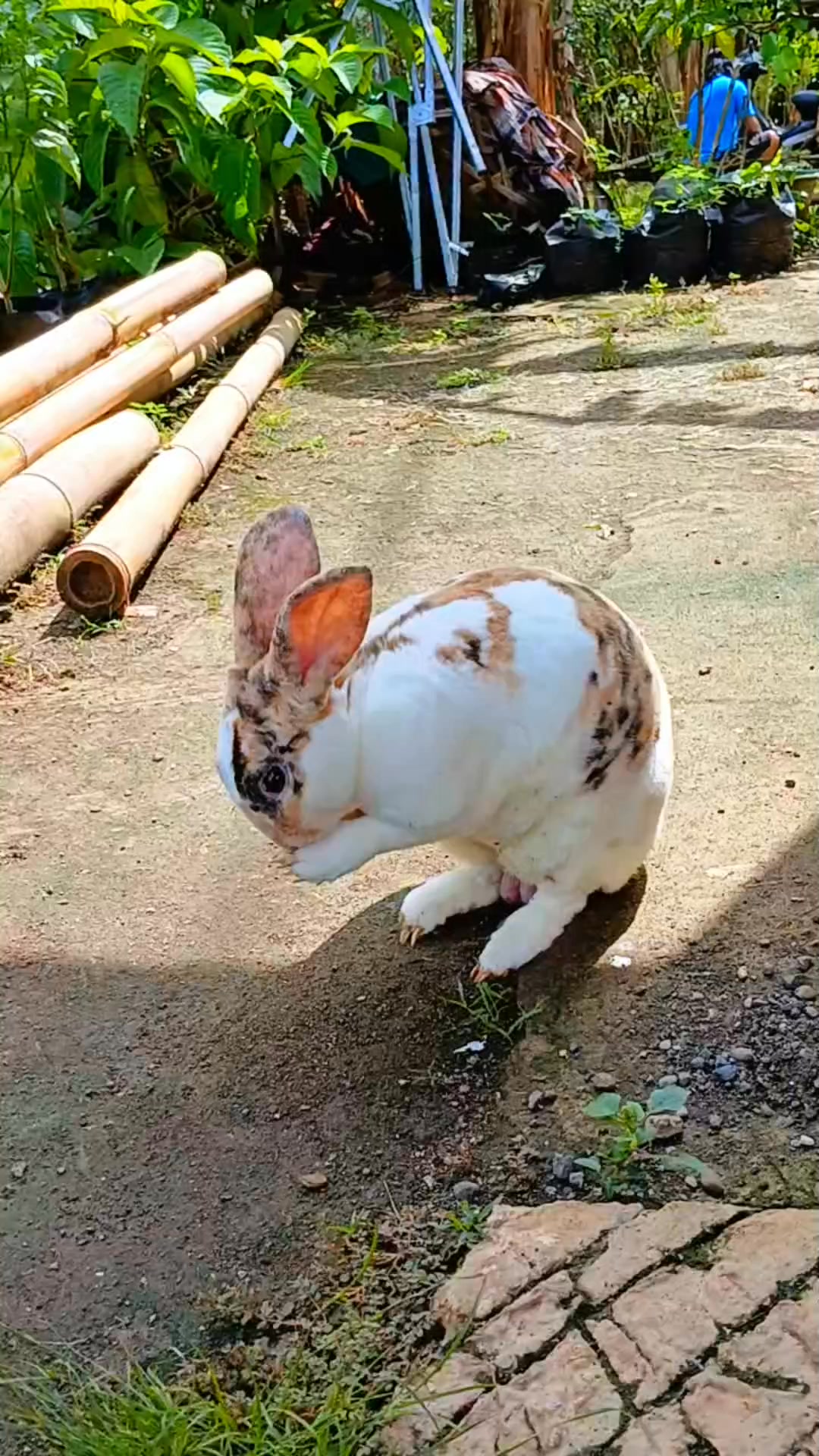 Three-colored rabbit running freely🤩🏃 #Rabbits #Fyp #Amazing #Jangkauan ...