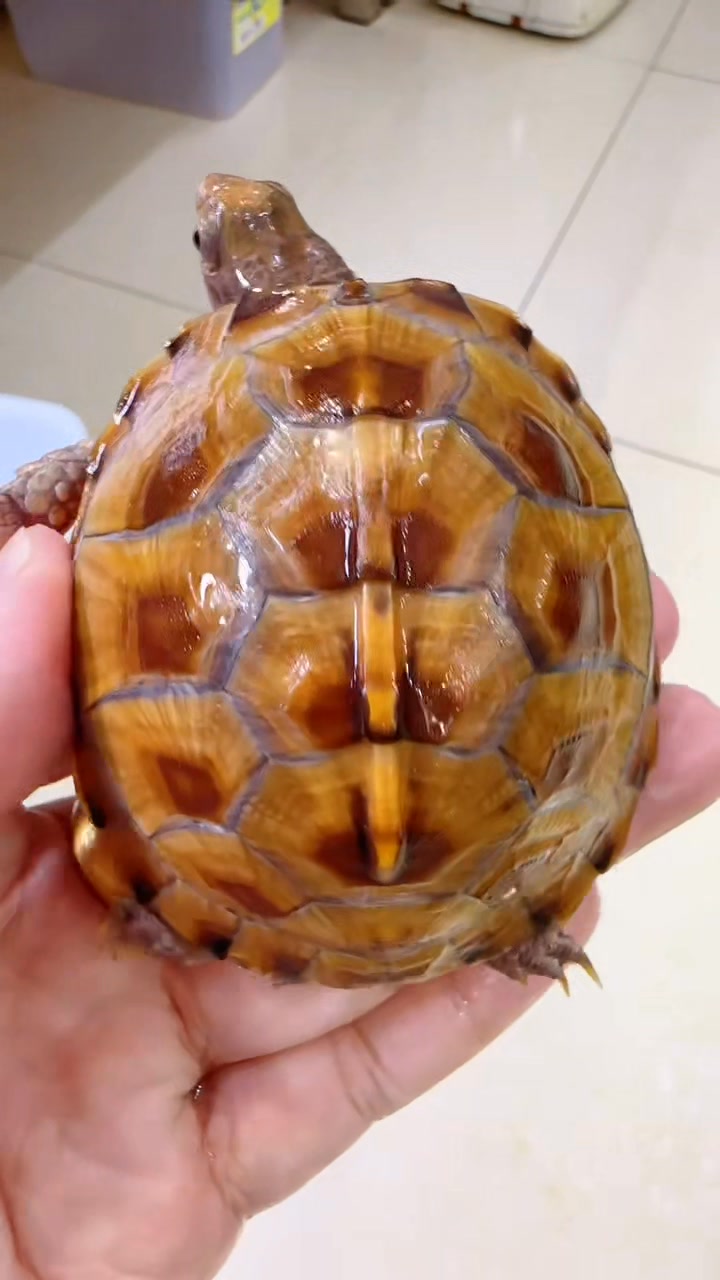 Box turtle | Snow Pear | Facebook
