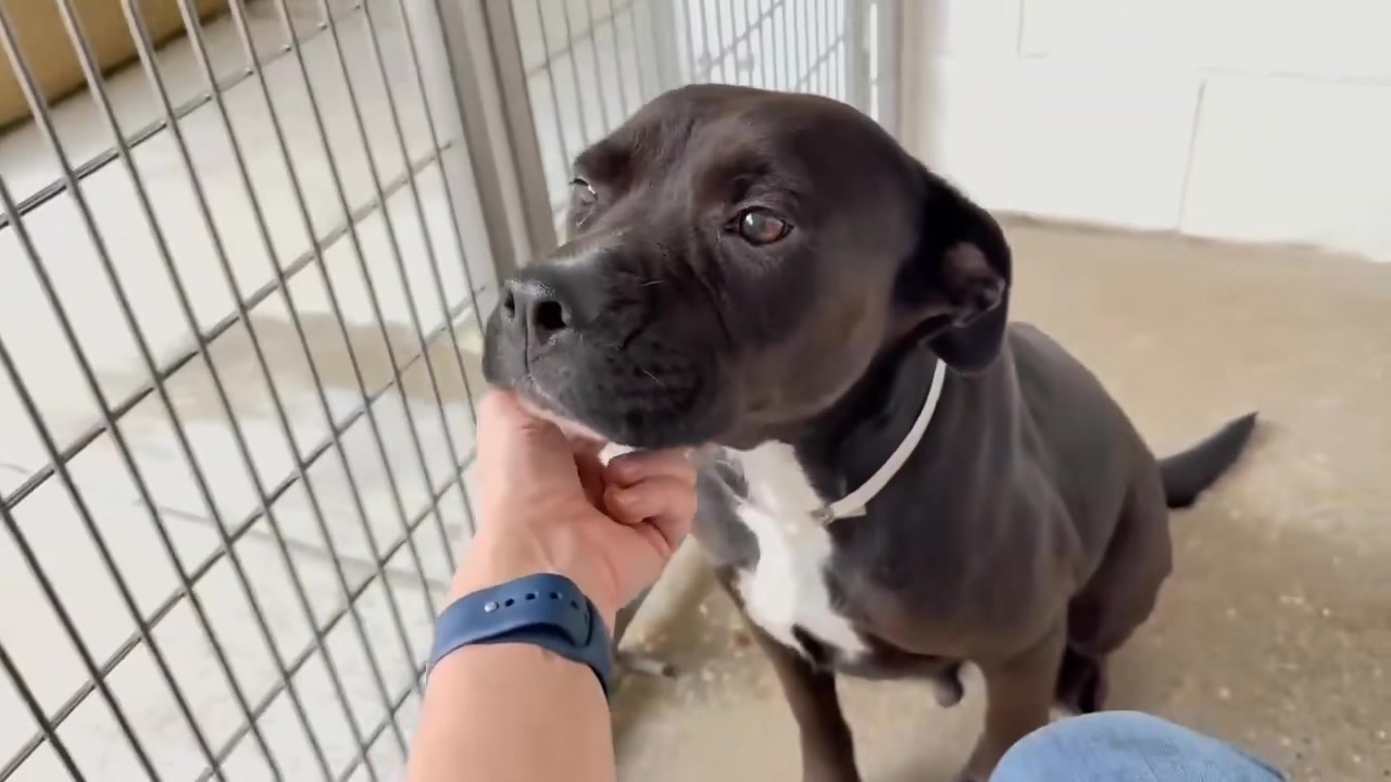💙safe with Diamonds In The Ruff Rescue https://linktr.ee/dorene02865 ...