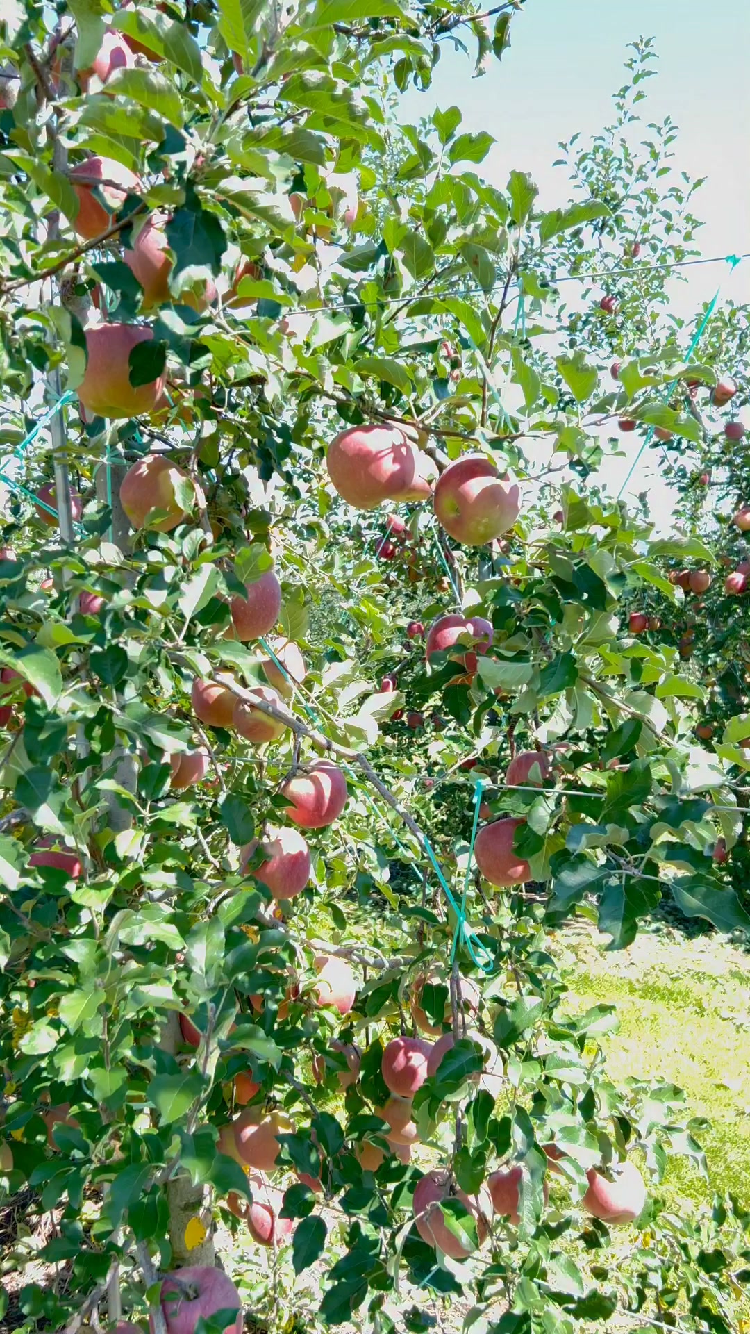 🍎りんご園🍎』-日本アルプスサラダ街道 | Chikako Araki