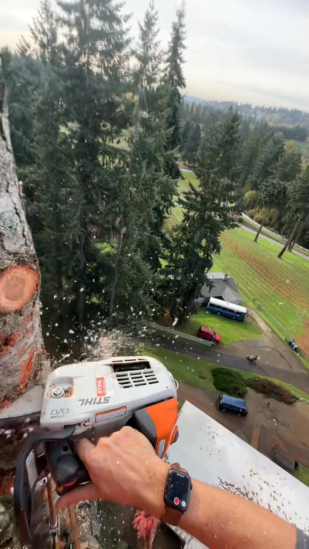 Tree delivery made easy #logging #chainsaw #guiltyoftreeson #treework # ...
