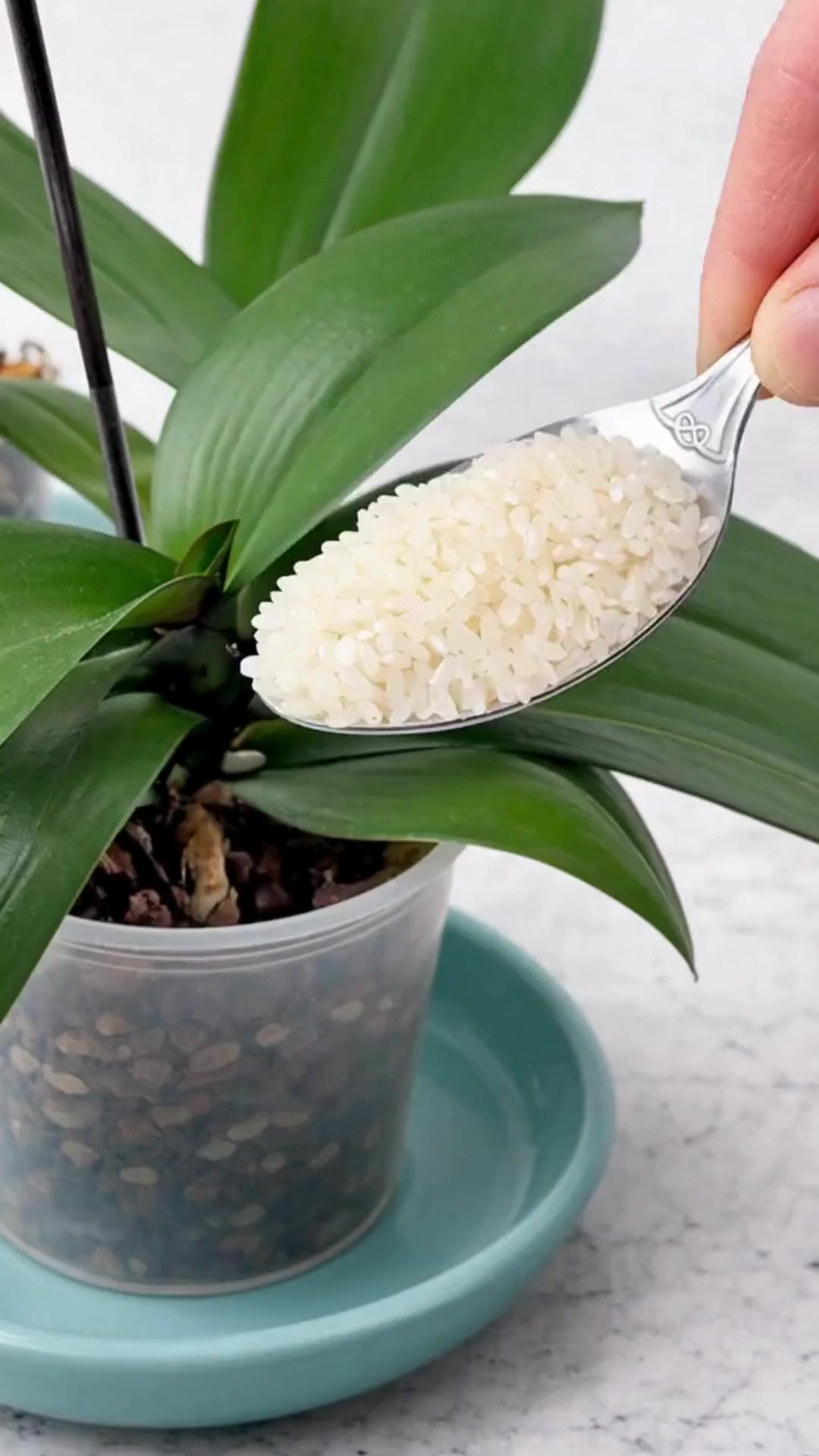 Just sprinkle on top! And the orchids bloom like crazy all year round ...