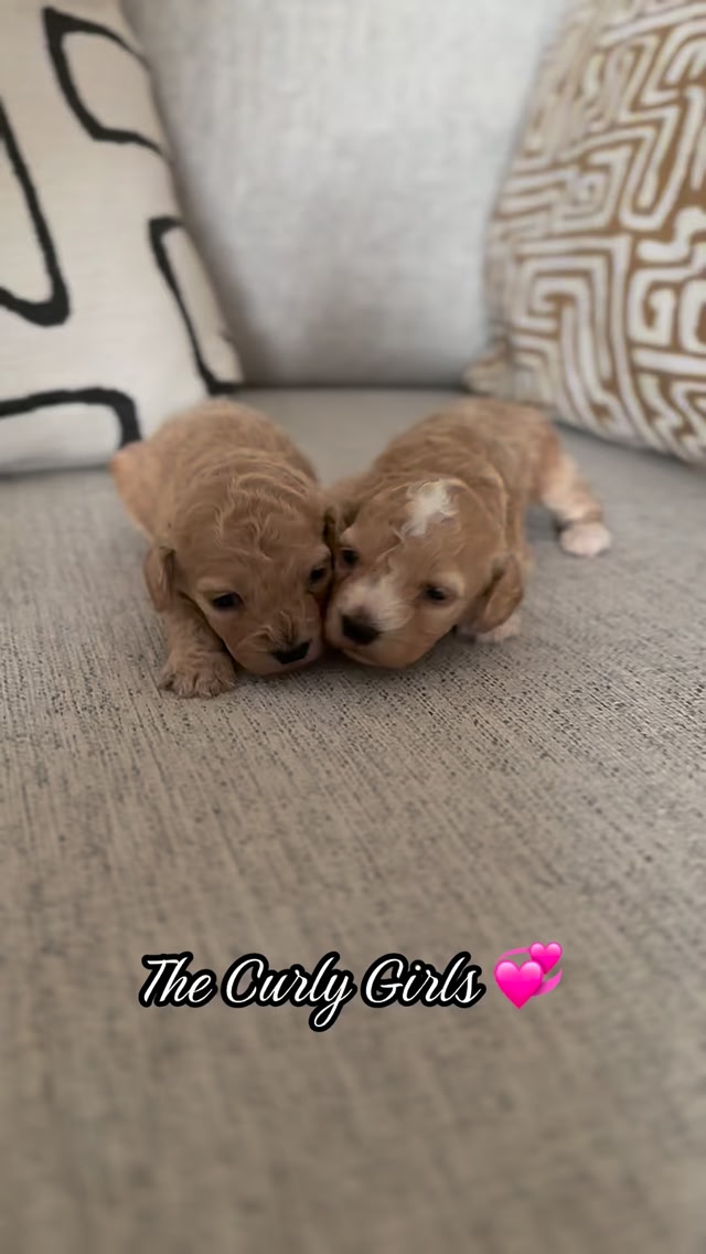 Can’t wait to see how curly their coat will be in 3 weeks 😍 Little ...