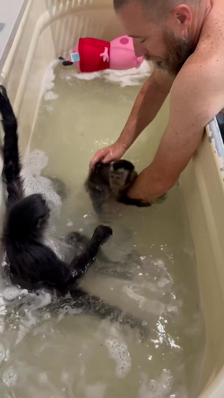 Today was bath day for all the monkeys. Half in this video and the ...
