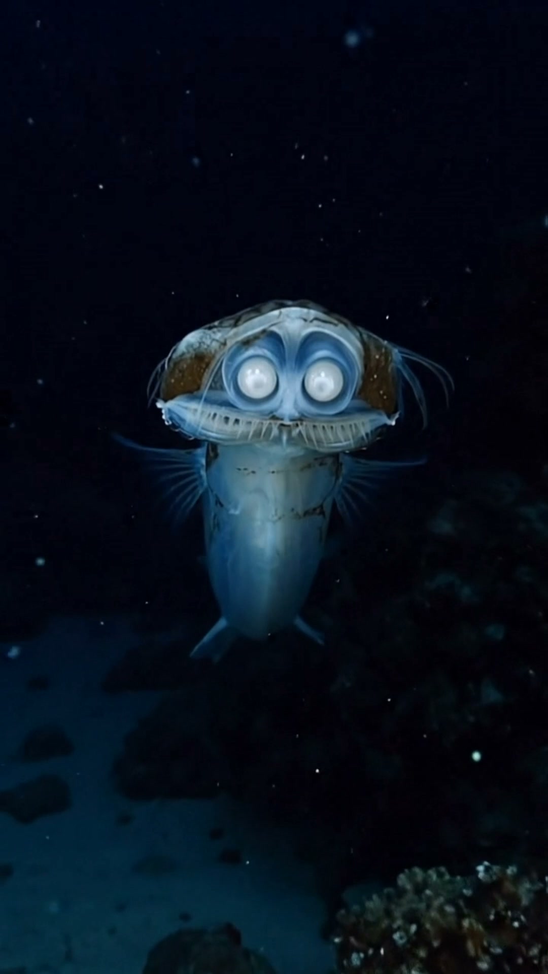 Meet the incredible Telescope Fish, one of the strangest deep-sea