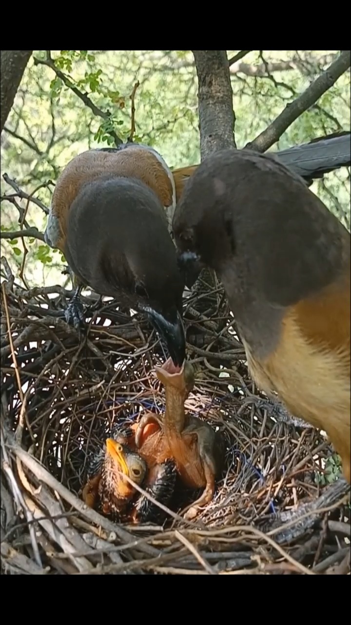 Rufous Treepie bird pecked the cuckoo baby | Brid Feed | Facebook