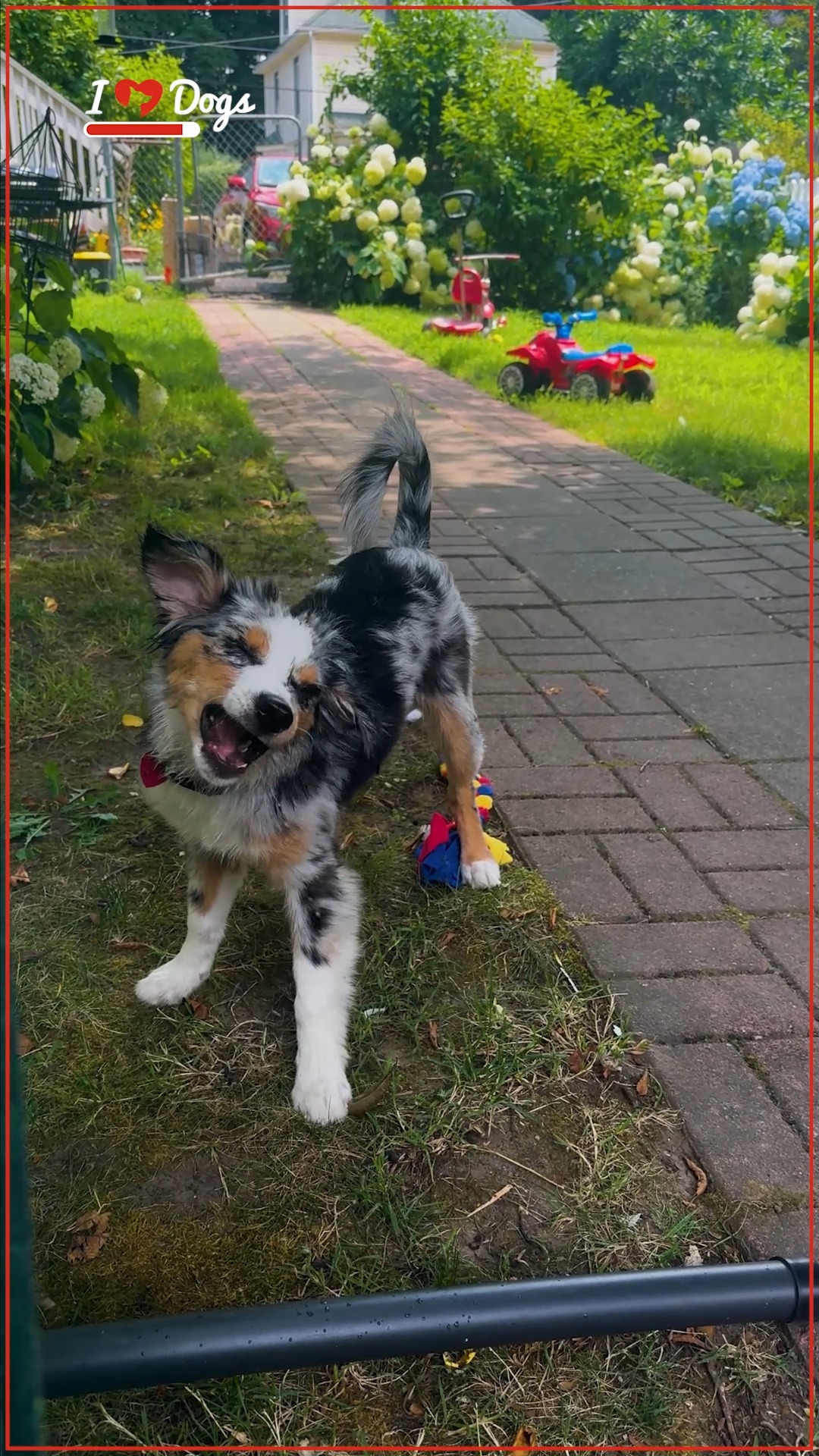 At iheartdogs.com your purchases matter! Check out this video to see ...