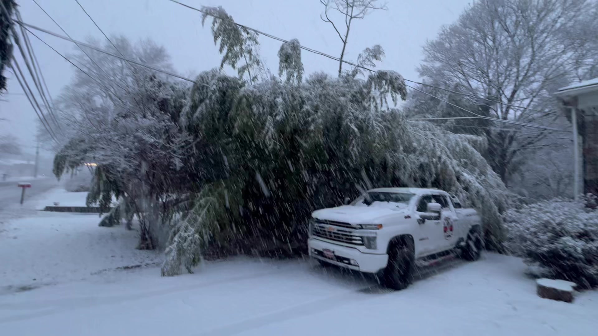 Yellowgrove　Winter Yellow groove bamboo creates tunnel in wet snow in zone 6