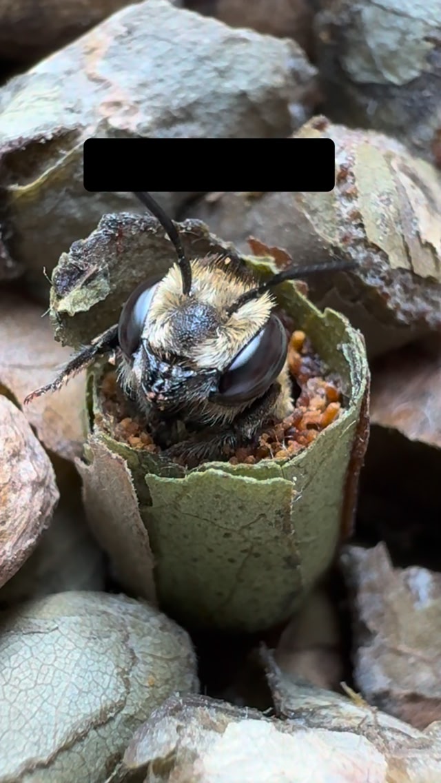 This was filmed at my house using my iPhone — no special cameras, no AI ...