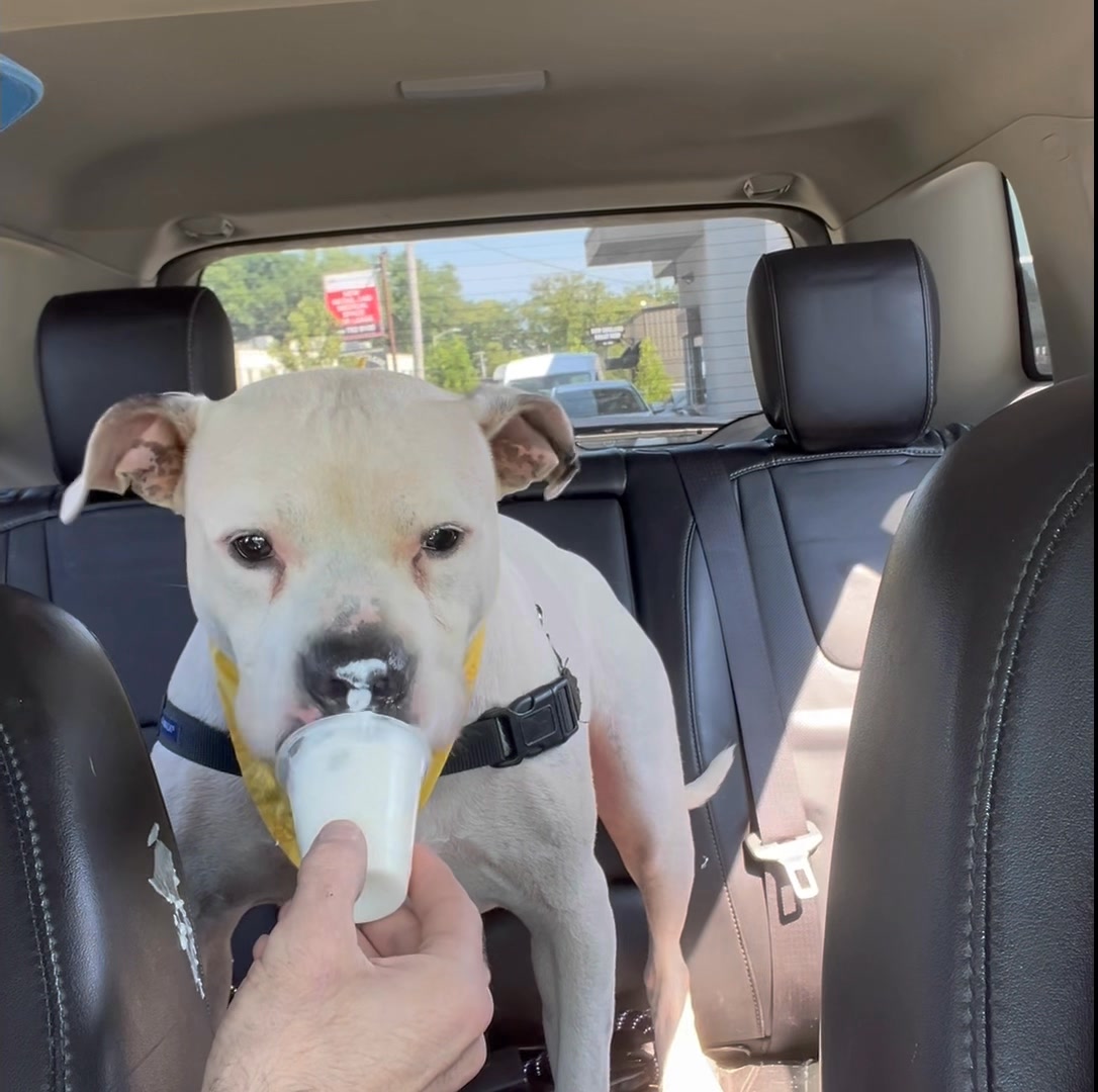 DOG ON AN ADVENTURE: Episode 4!!!!! The Tajon Takeover Continues 🐾🎬 If ...