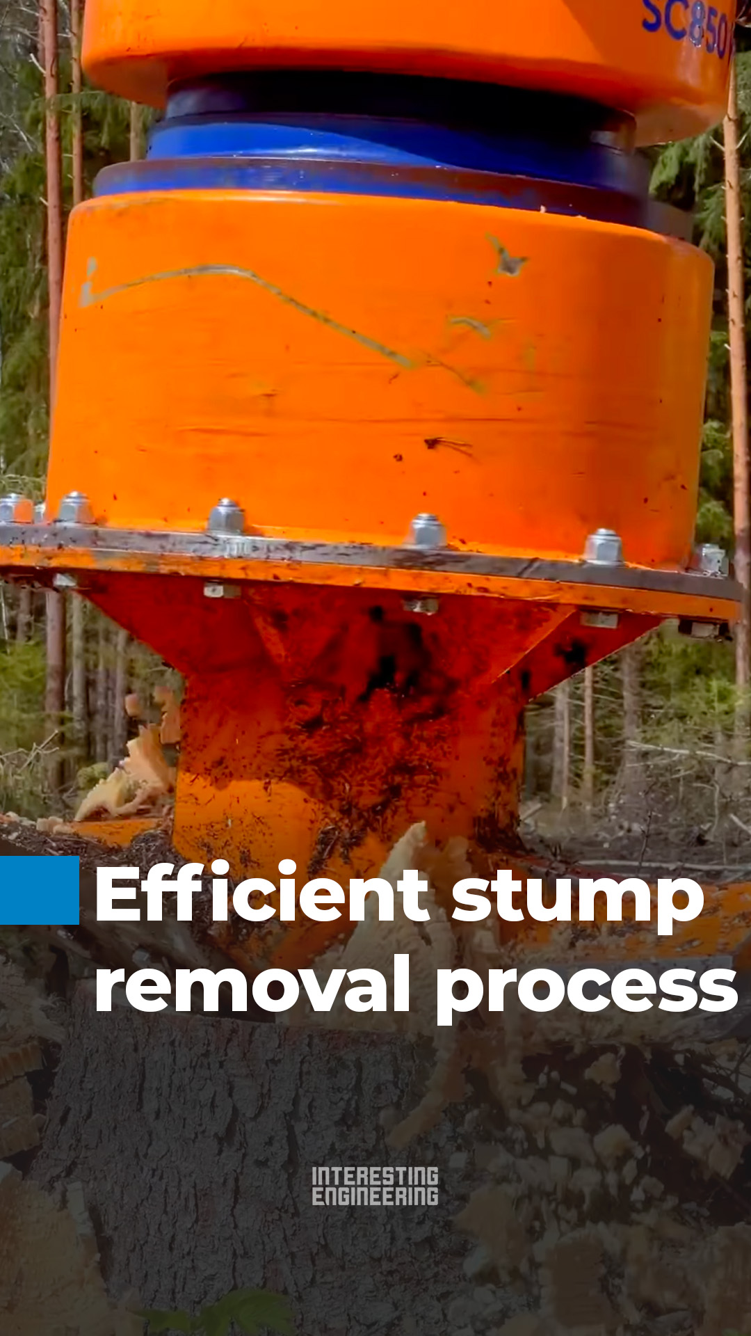 Between a hydraulic stump grinder and a tree trunk, which do you think ...