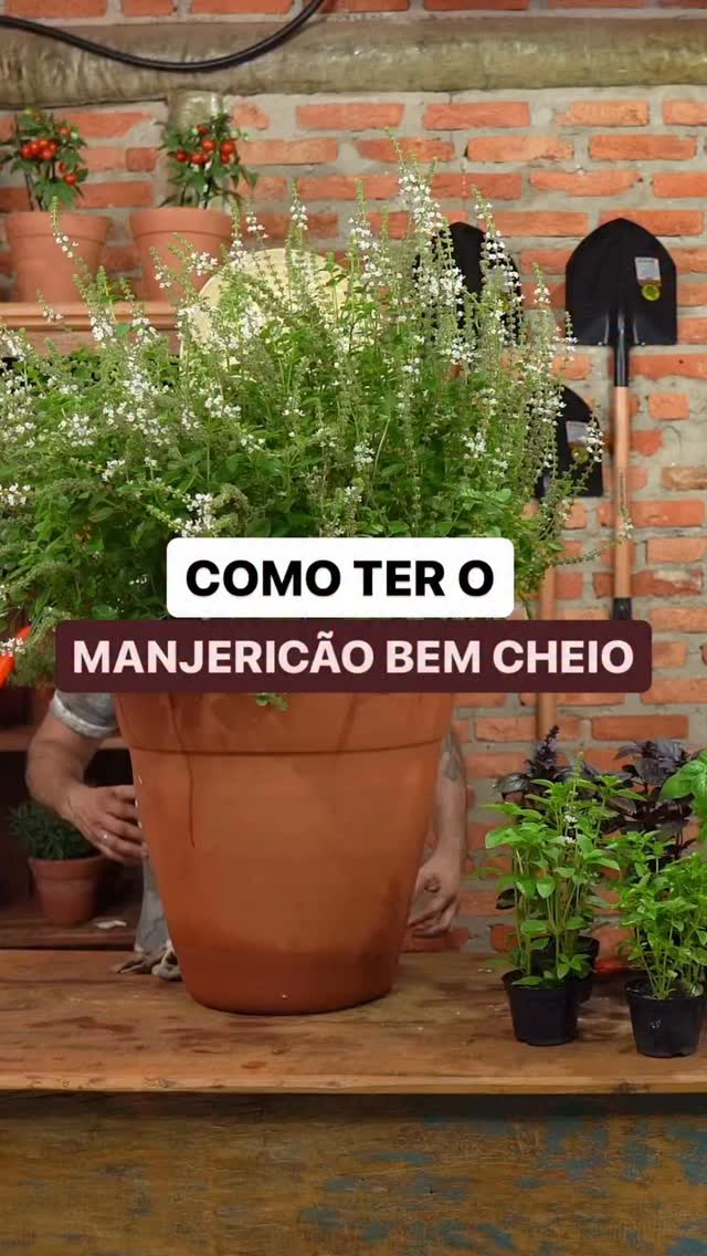 o-manjeric-o-mais-cheio-que-voc-vai-ver-hoje-quer-ter-um-assim