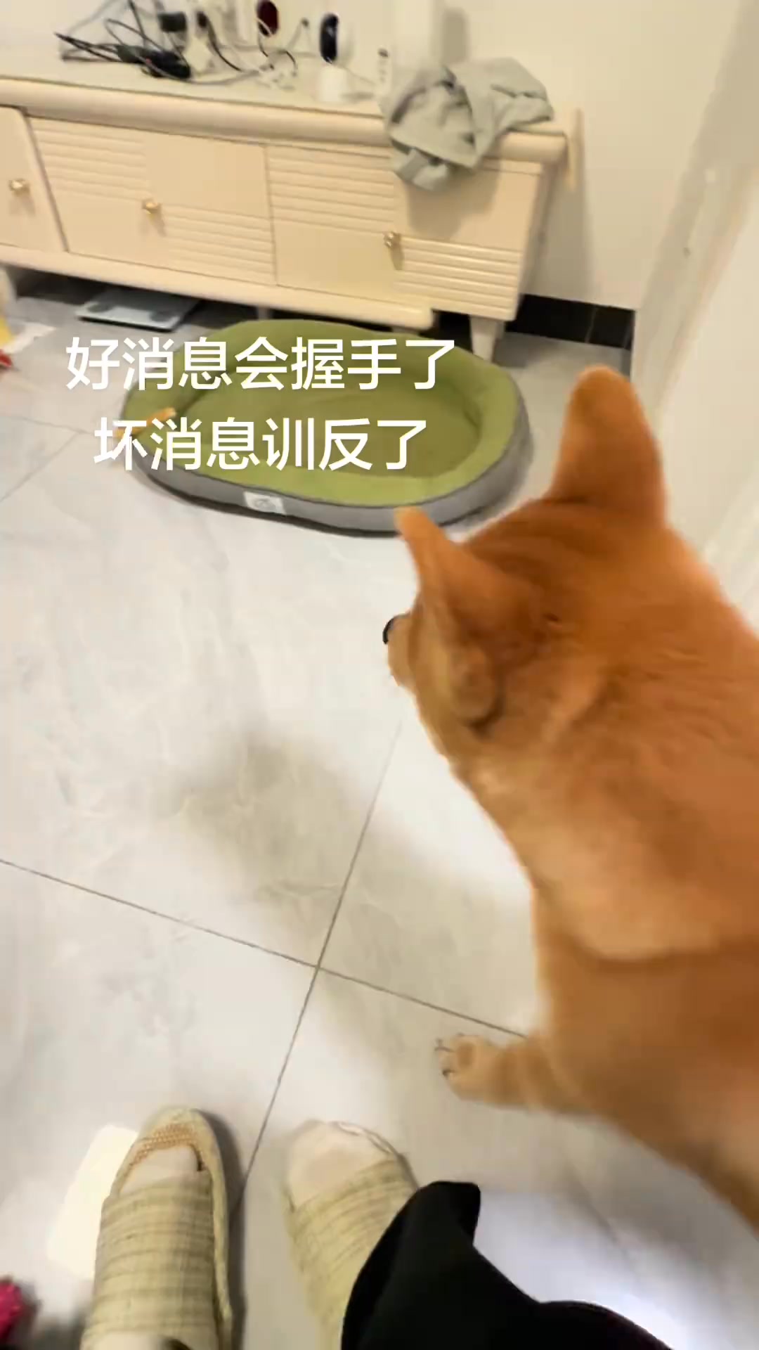 只有养狗人才懂我这个笑点吧 #柴犬柴犬柴犬 #毛孩子 #搞笑日常 | 柴柴小八嘎 | Facebook