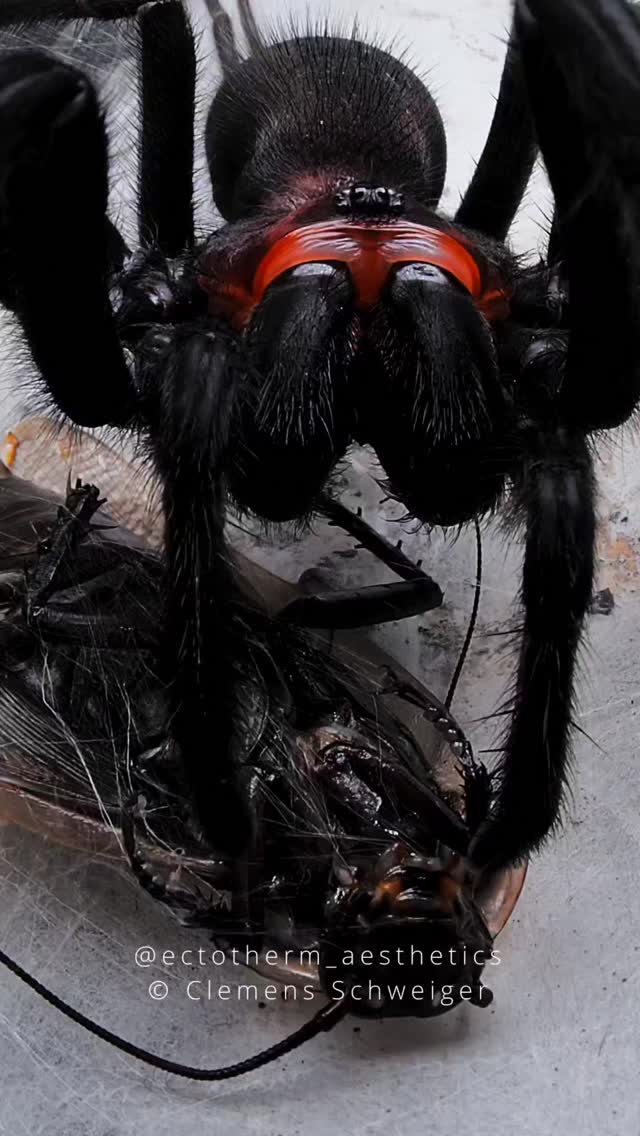 Fangs and Spinnerets Harmonicon oiapoqueae After successfully catching ...
