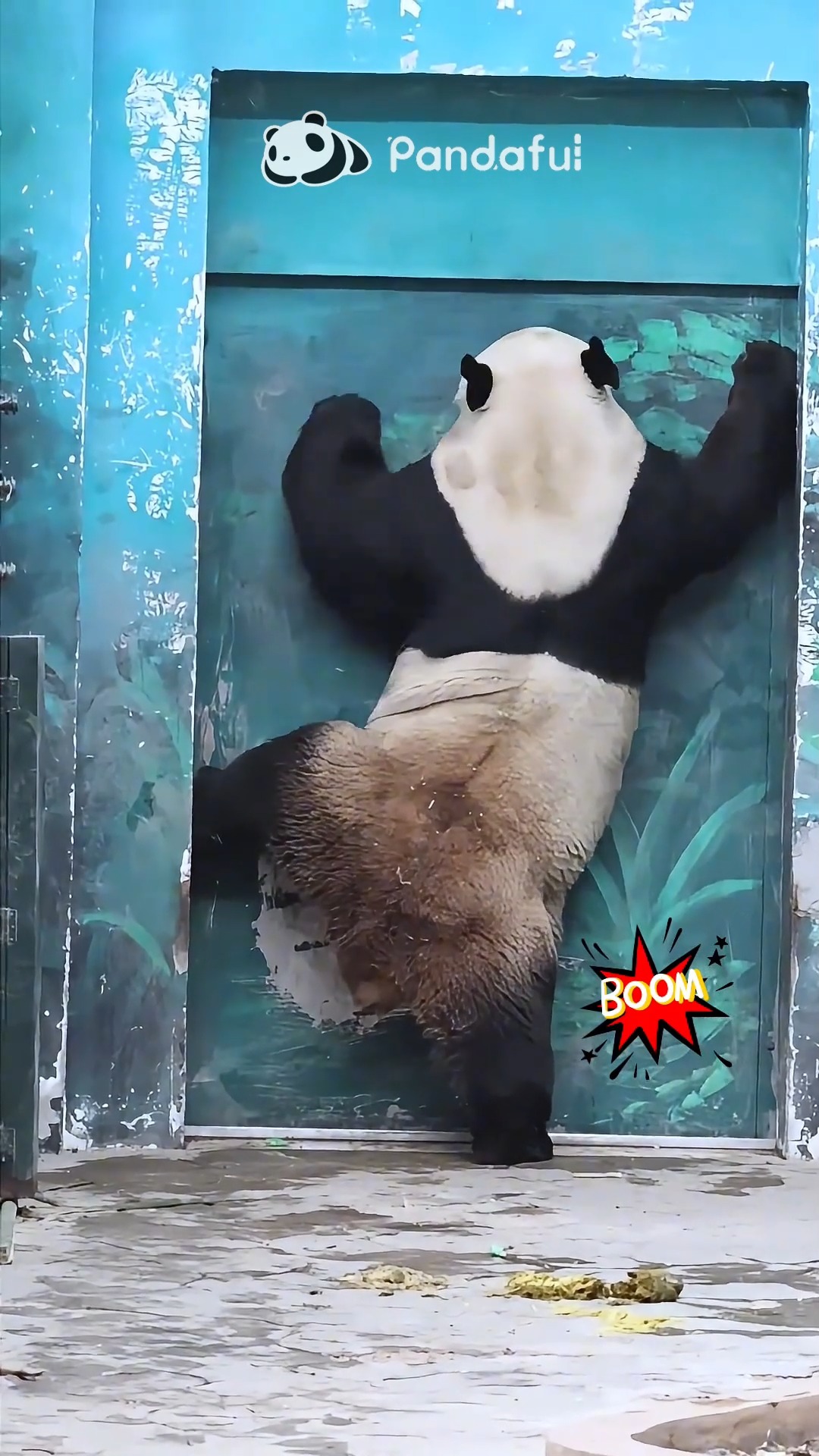 Who needs a phone when you’ve got paws?Knock knock… keeper, it’s panda ...