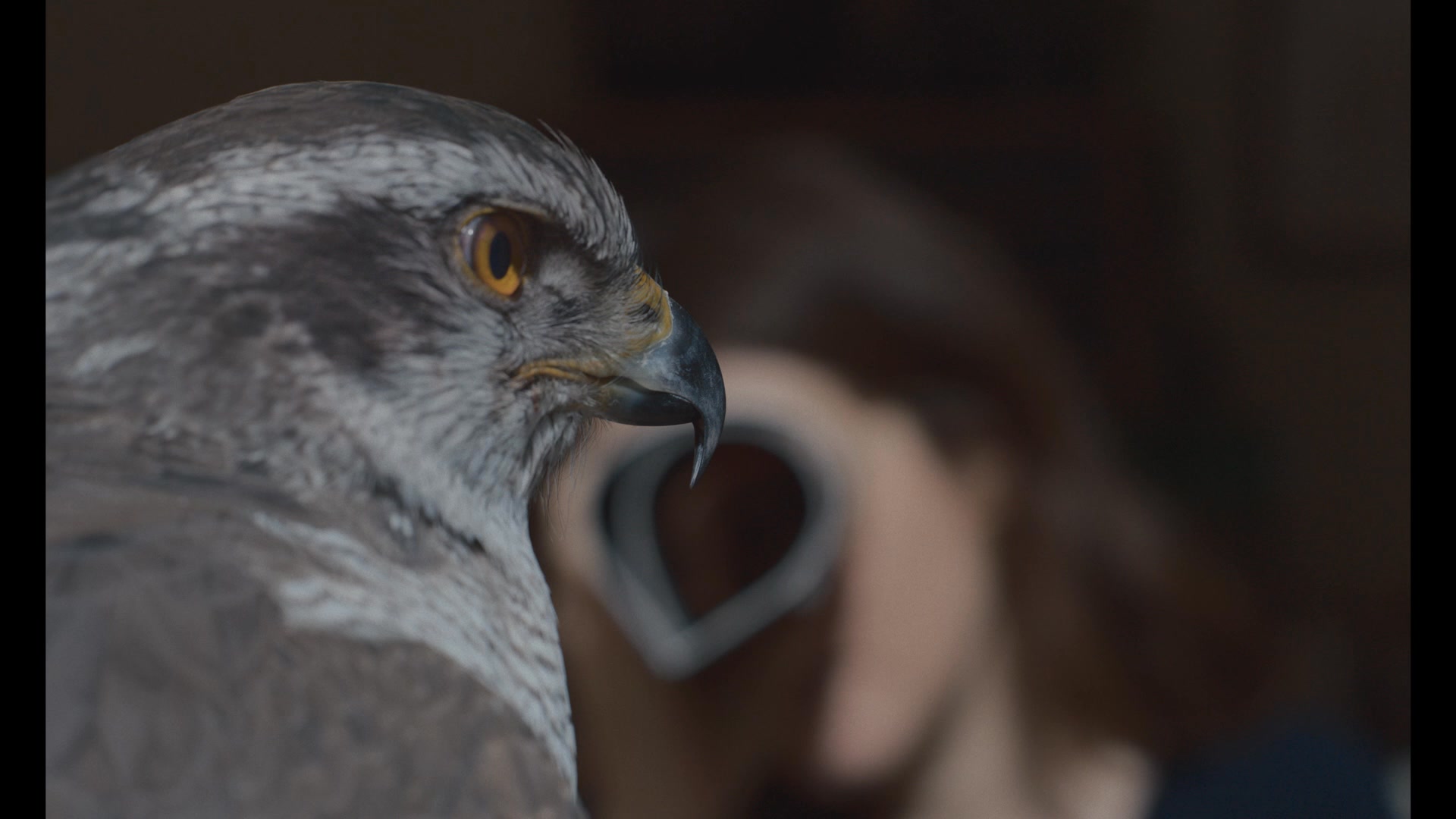 Lionsgate - a story about shared growth. H is for Hawk -... | Facebook