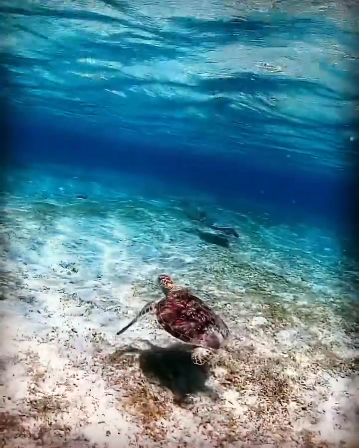 🌏 THE Earth Capturing 20 seconds of two turtles swimming took ...