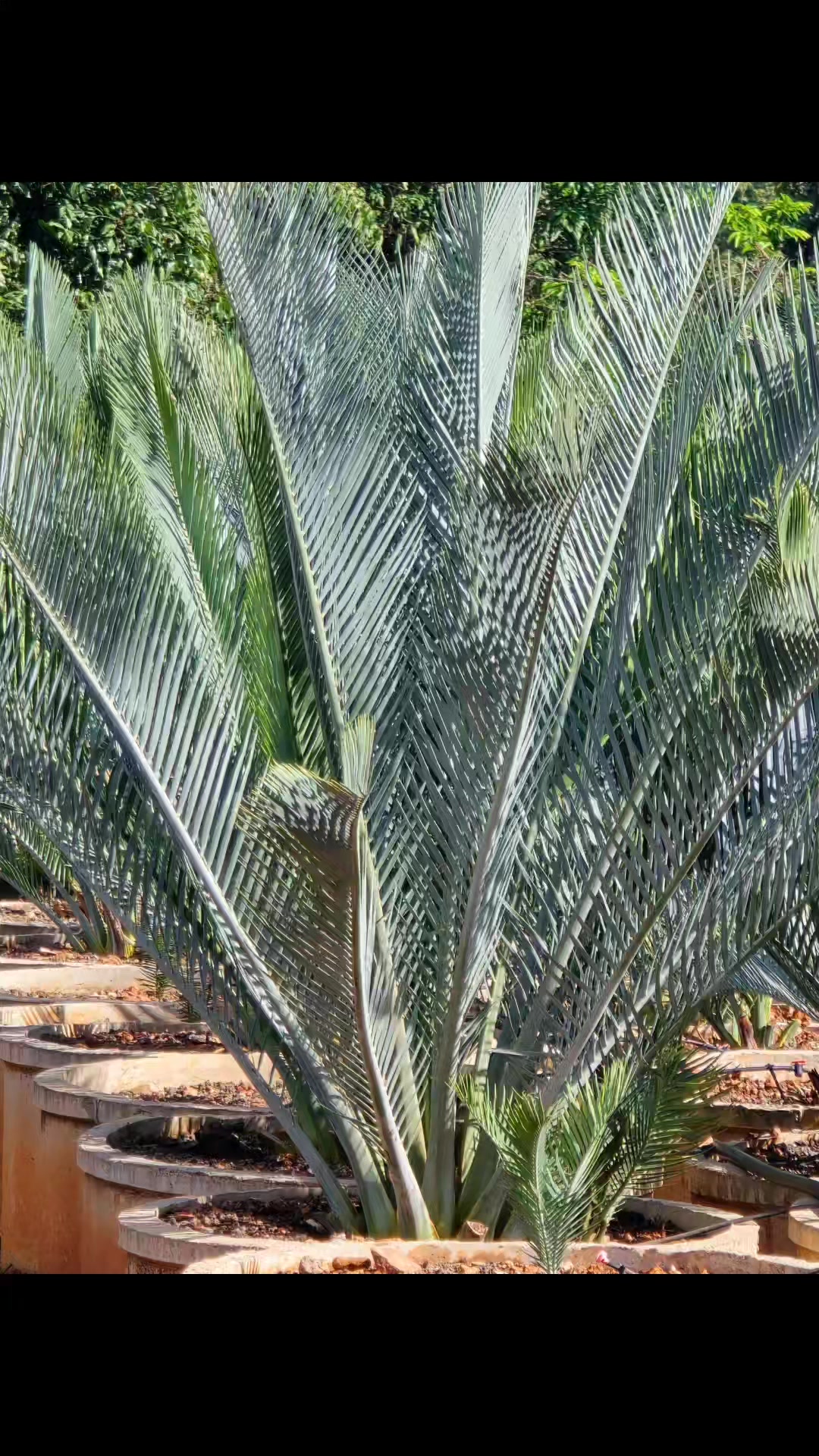Macrozamia macdonnellii #macrozamiamacdonnellii #macdonnellii